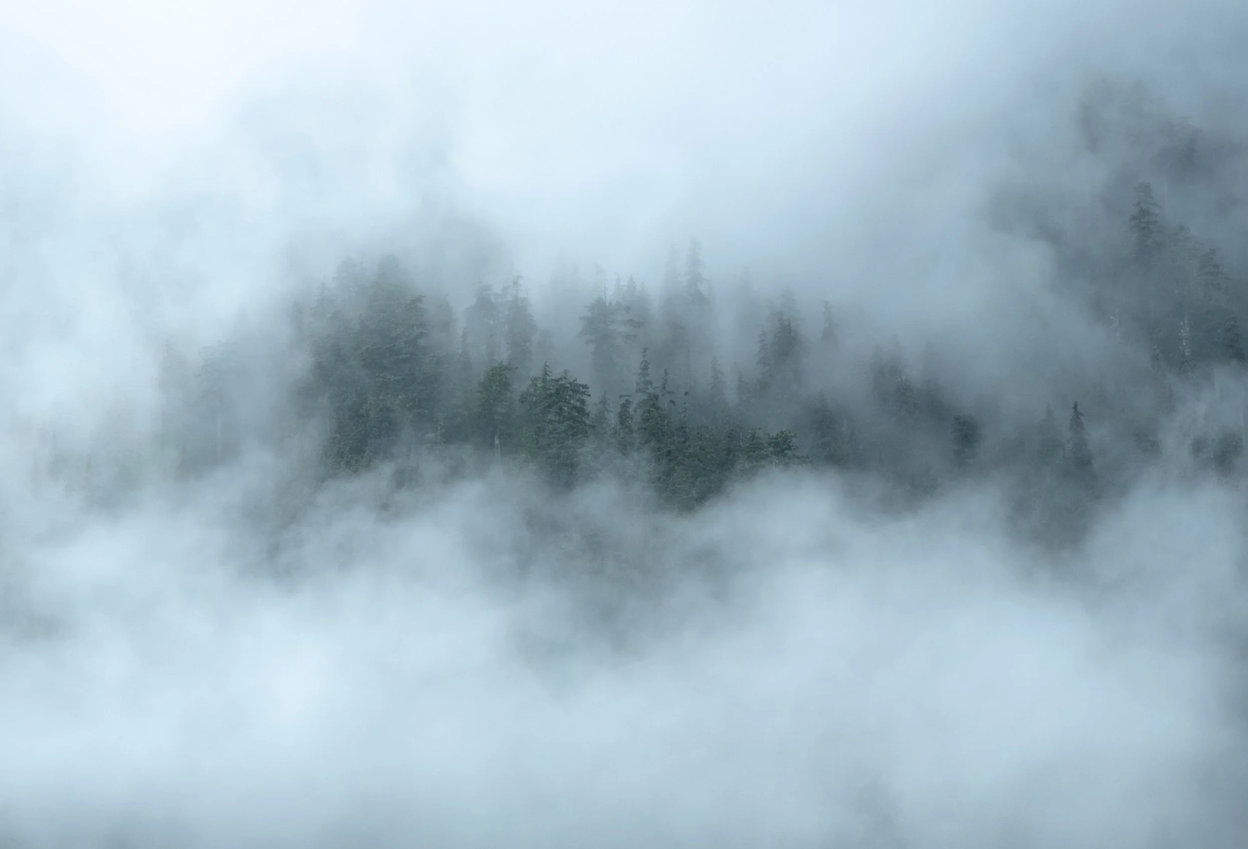 2 Sea Wolves Wolf Tree in Cloud-26.jpg