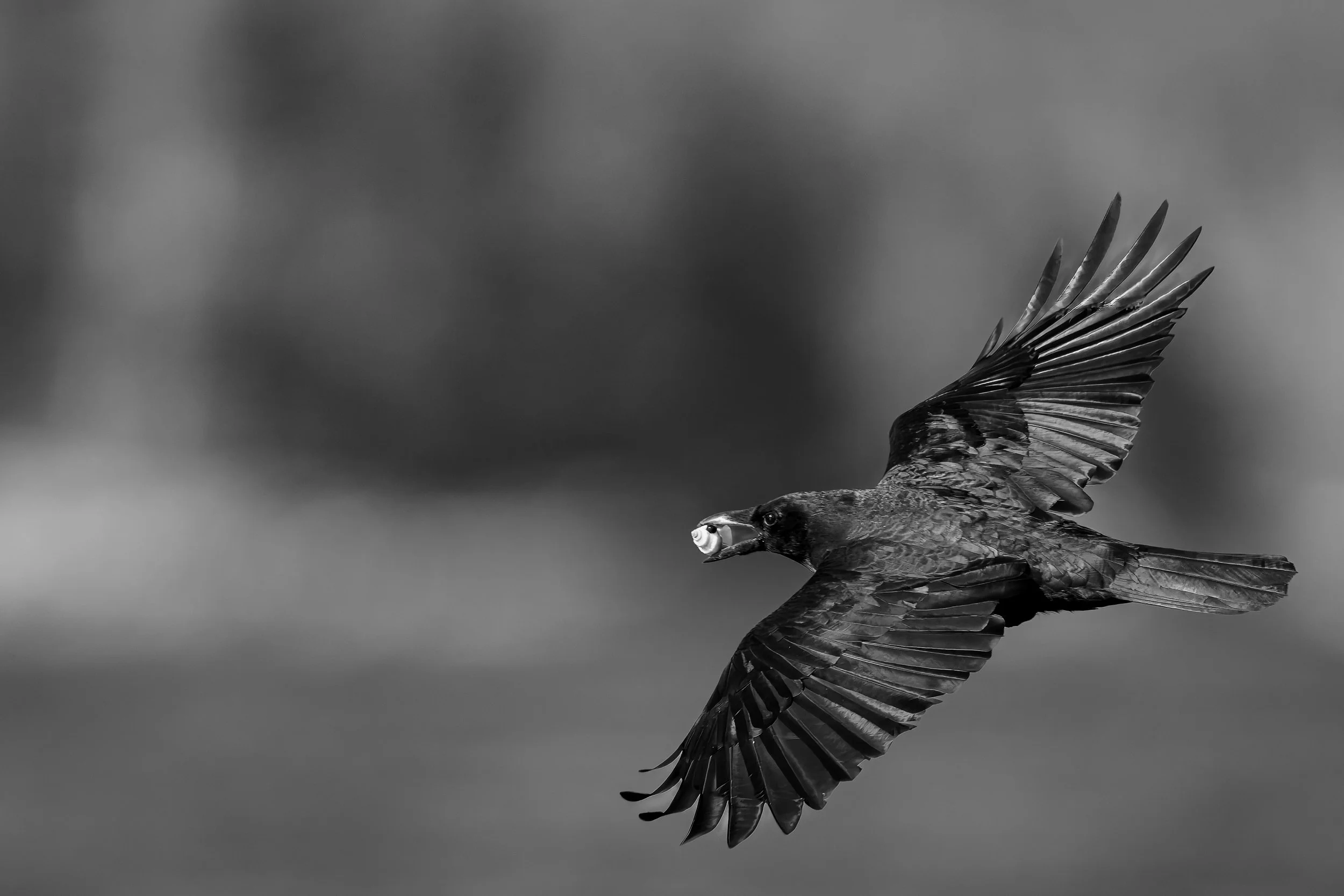 Crow with Shell-17.jpg