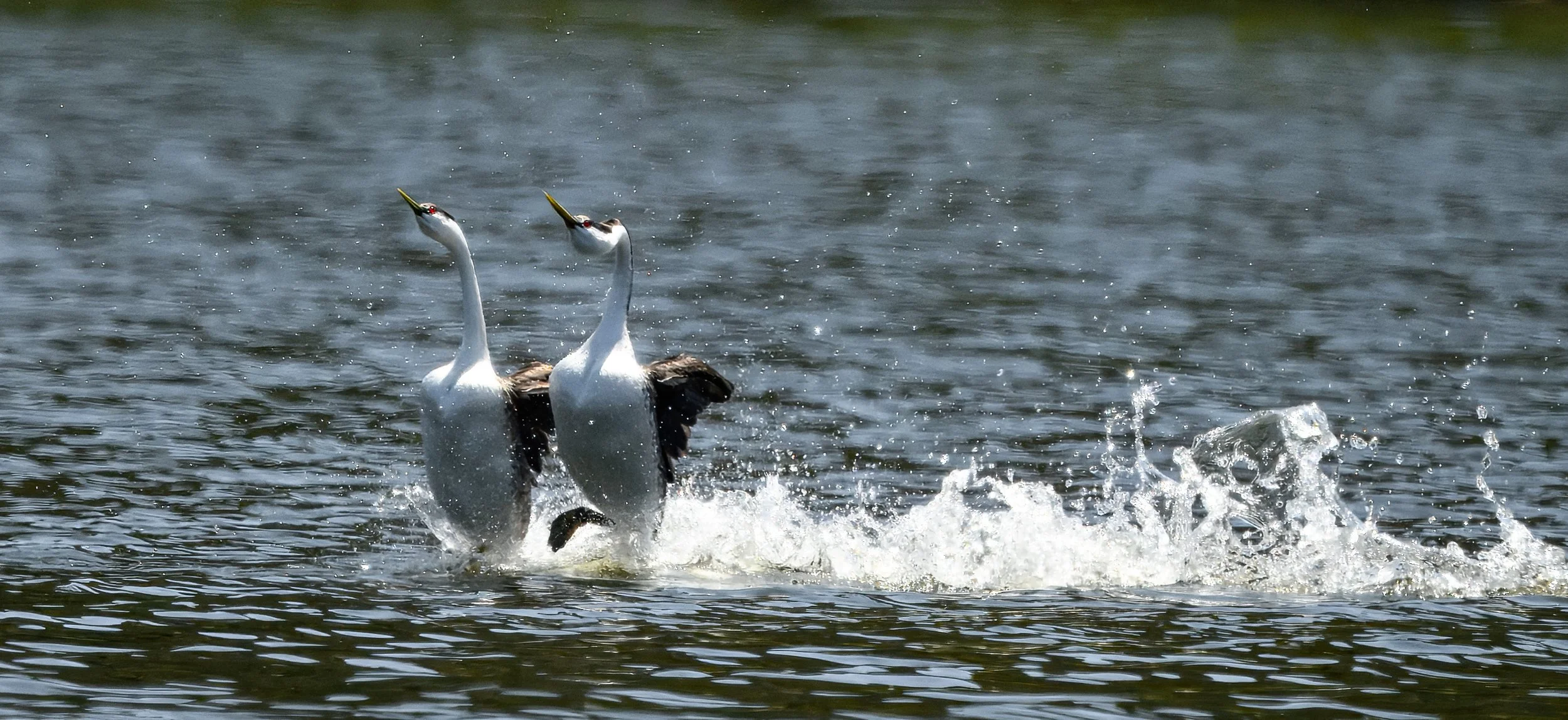 Western Grebe-1.jpg