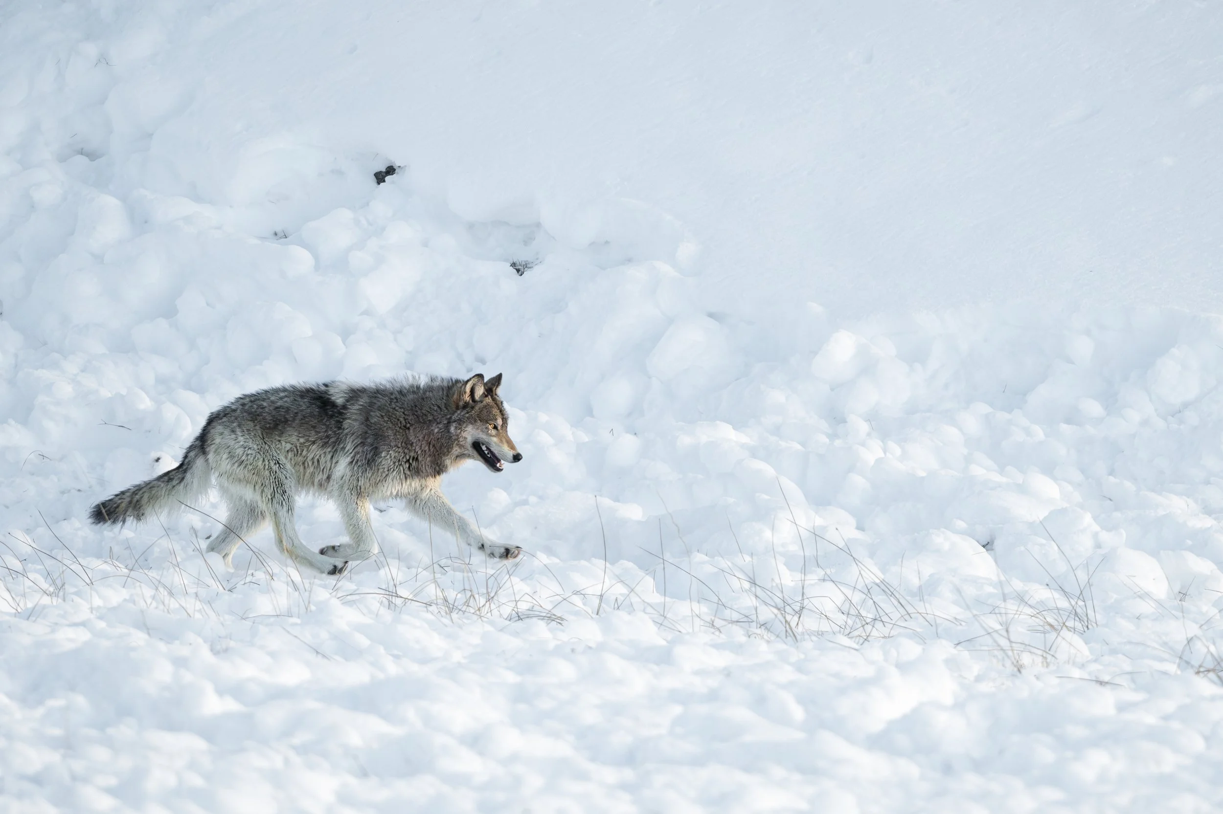 Wolf Running-2-2.jpg