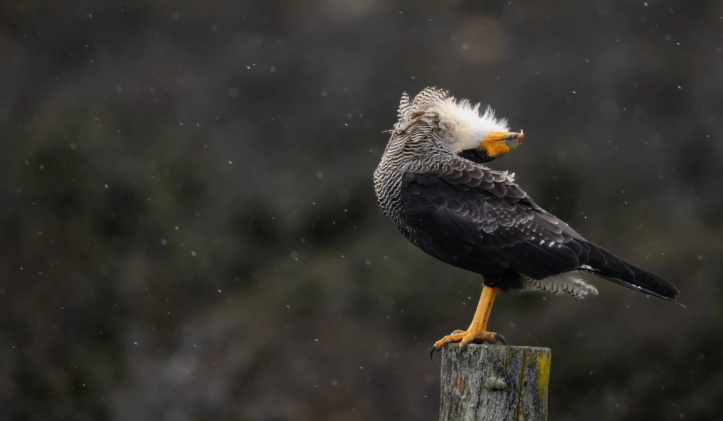 Caracara-2.jpg