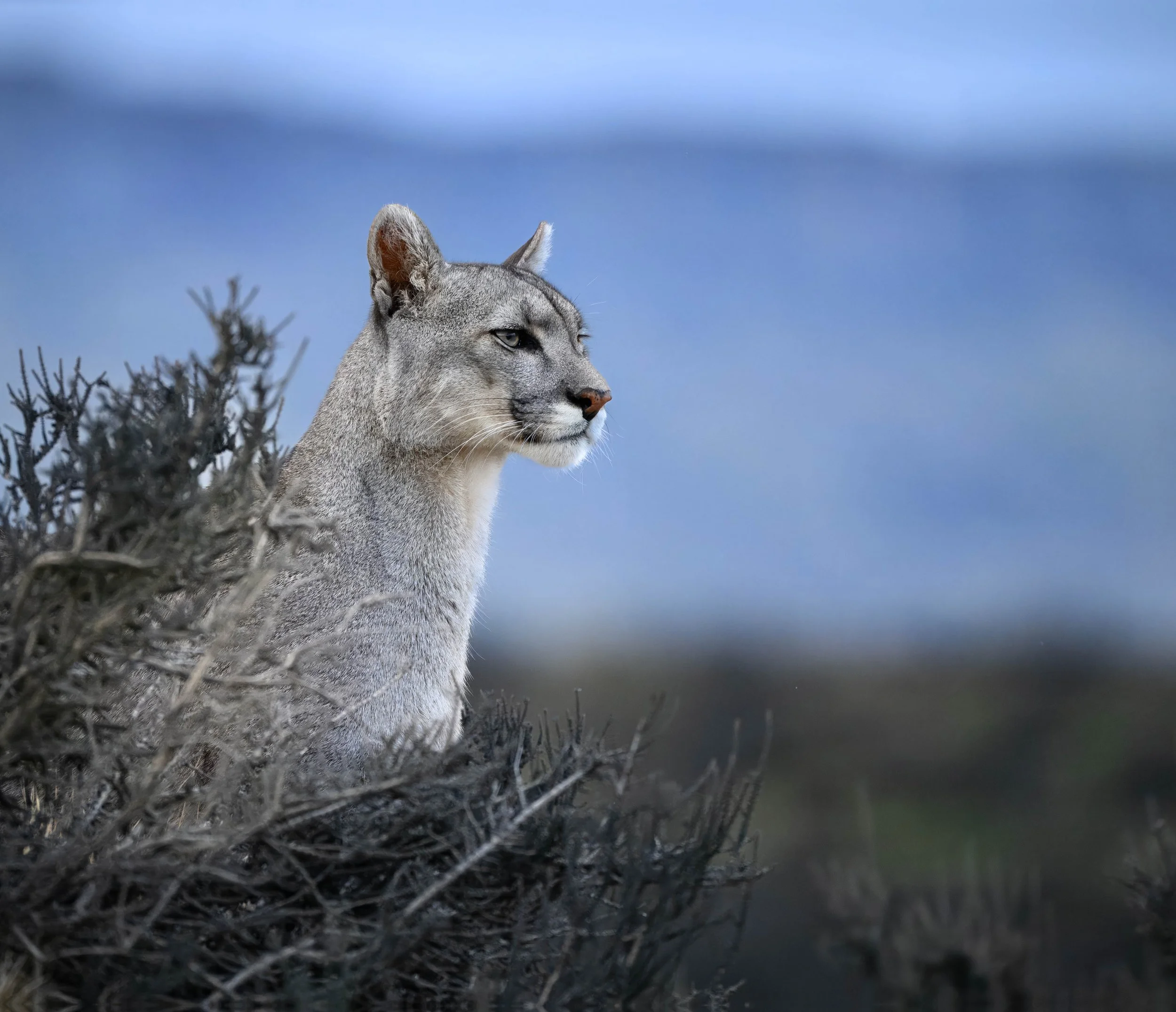 Frosty Puma-10.jpg