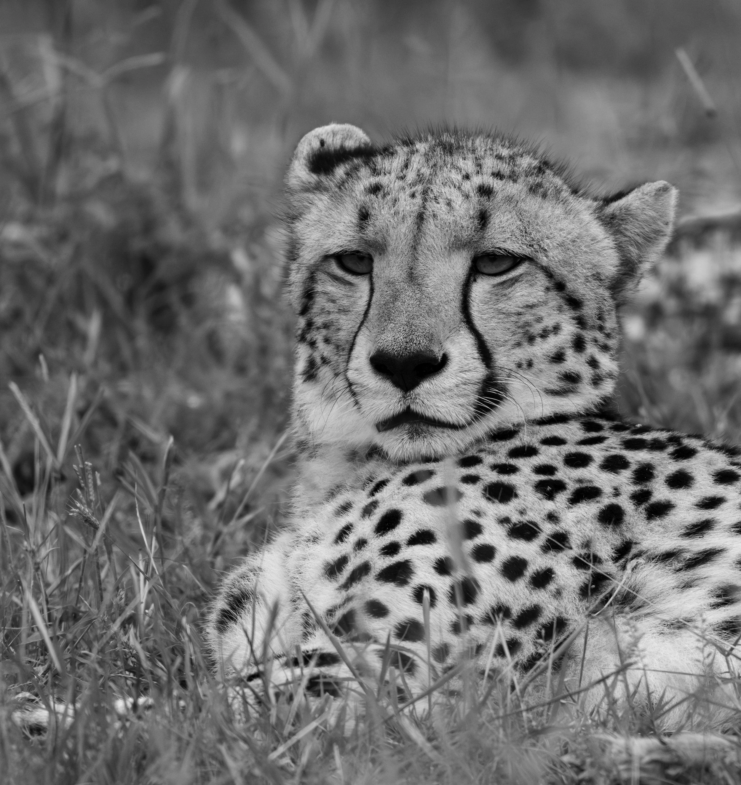 Cheetah-101.jpg