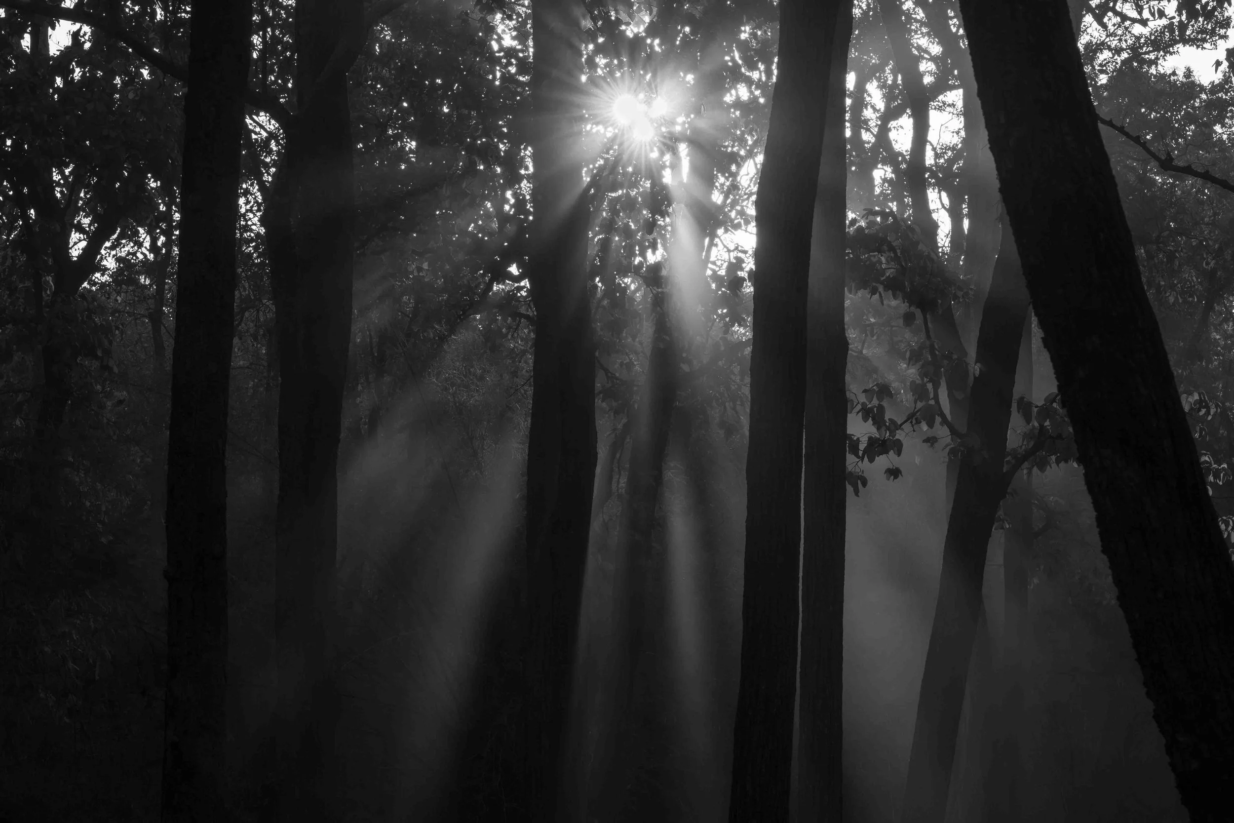 Morning light in Forest-1.jpg