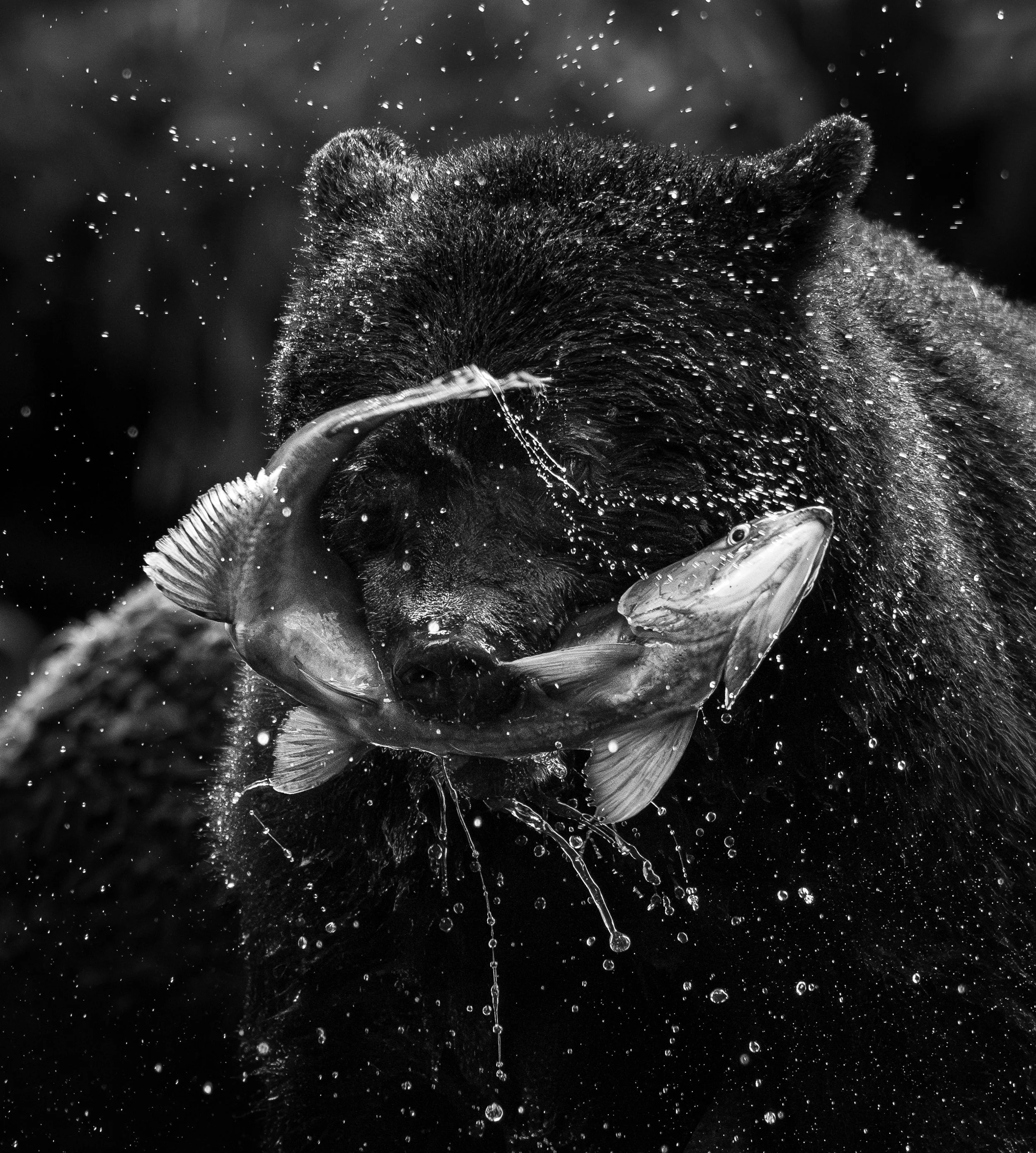 Black Bear with Salmon