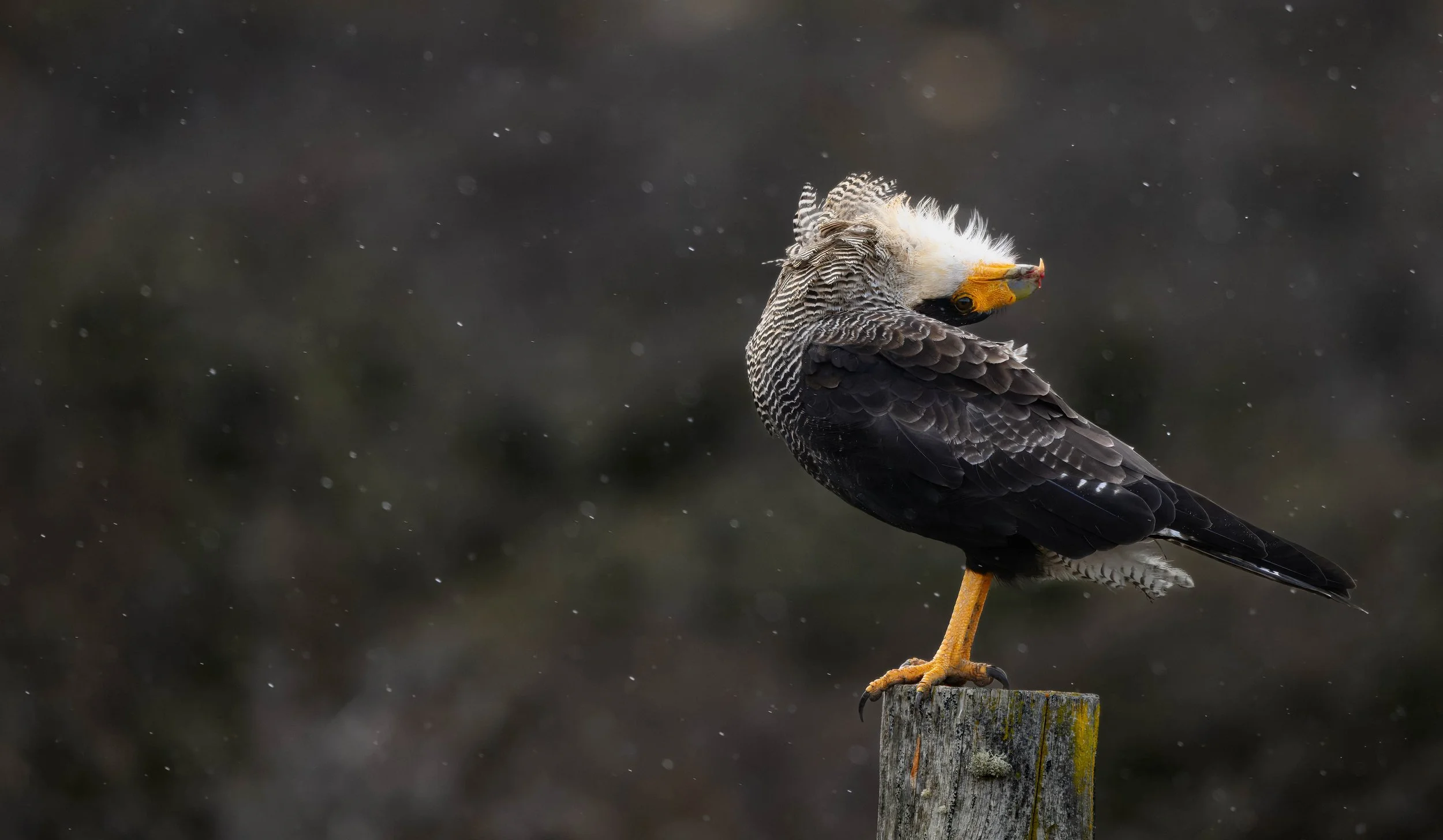 Crested Caracara