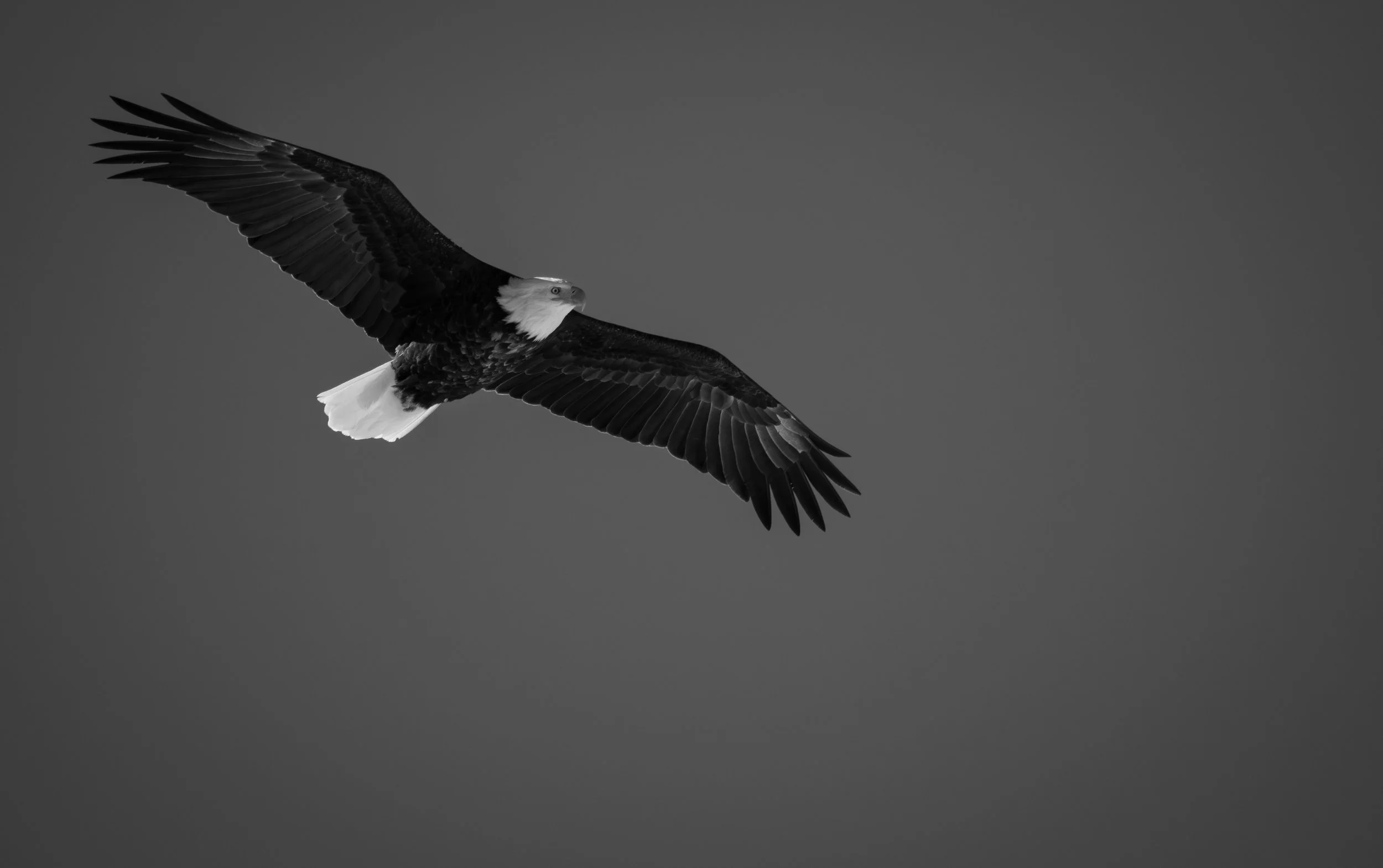 eagle b&w-61.jpg