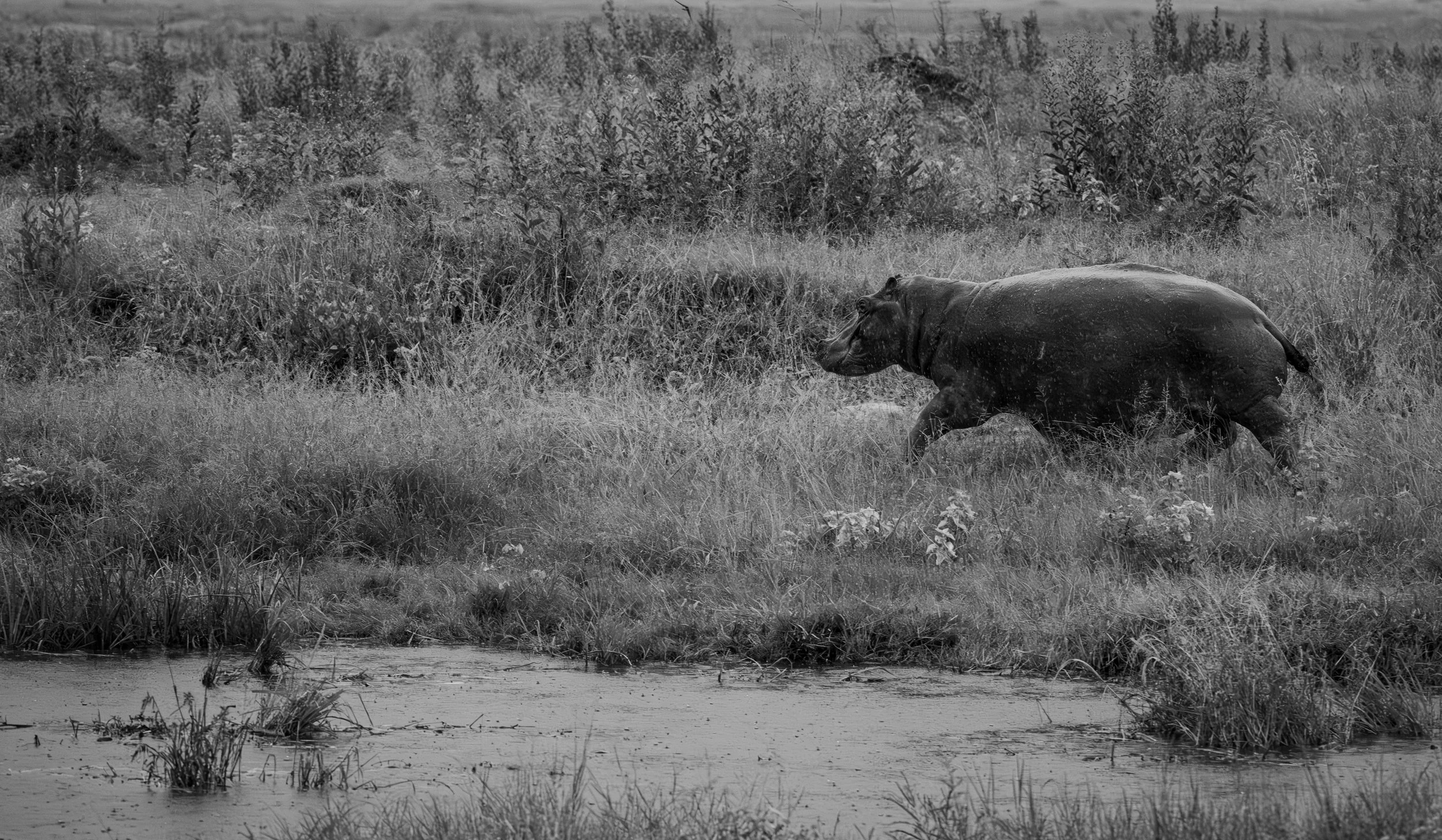 Hippo Running-100.jpg