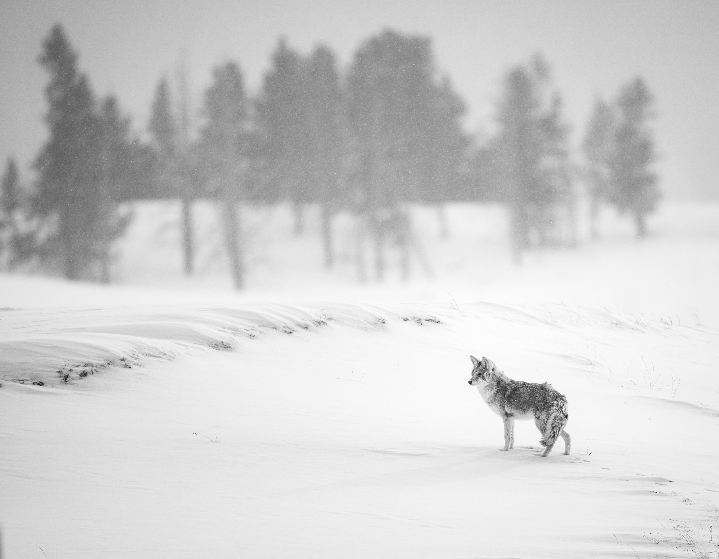 Coyote in winter storm