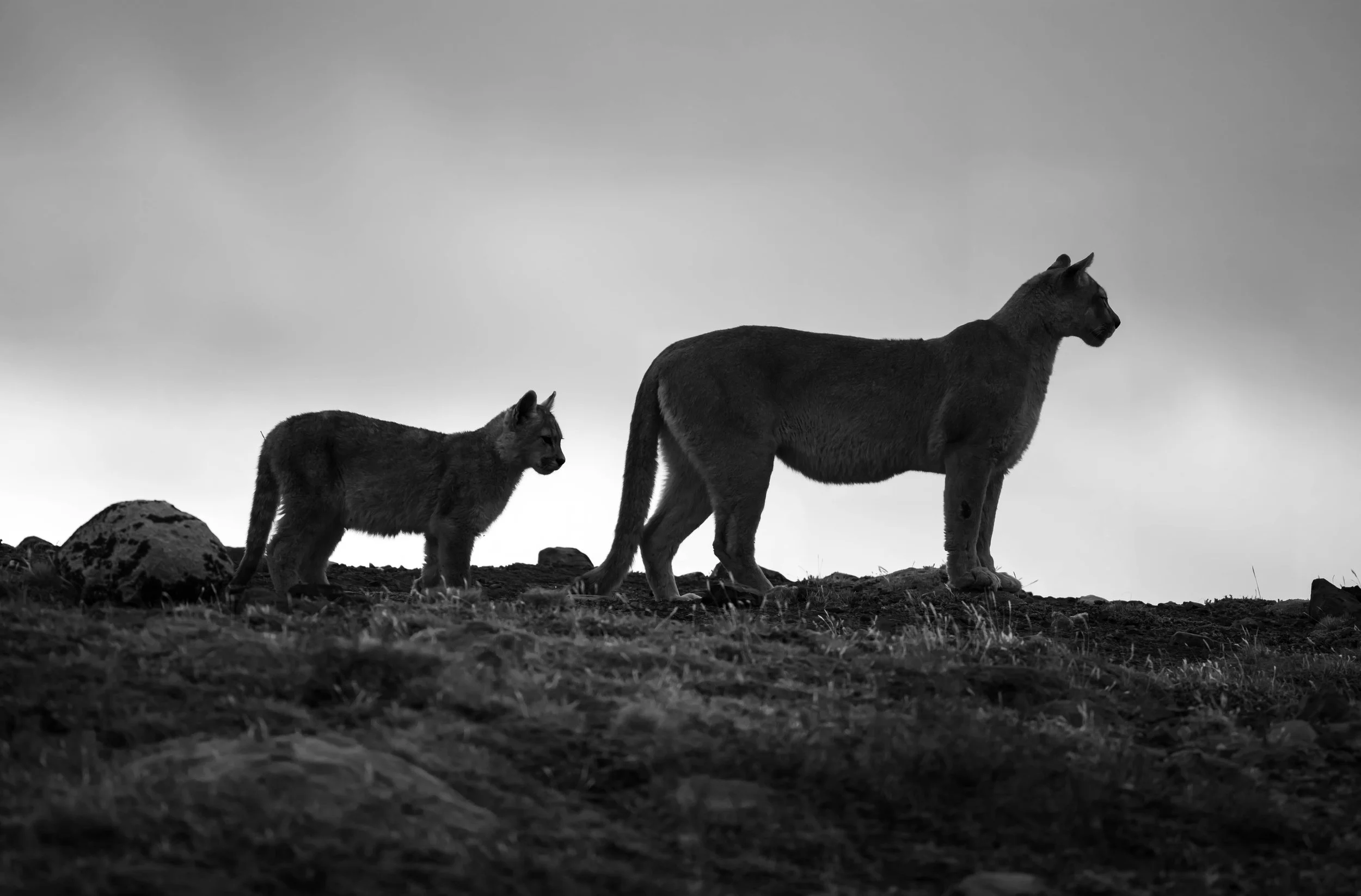 Danya and Cub-5.jpg