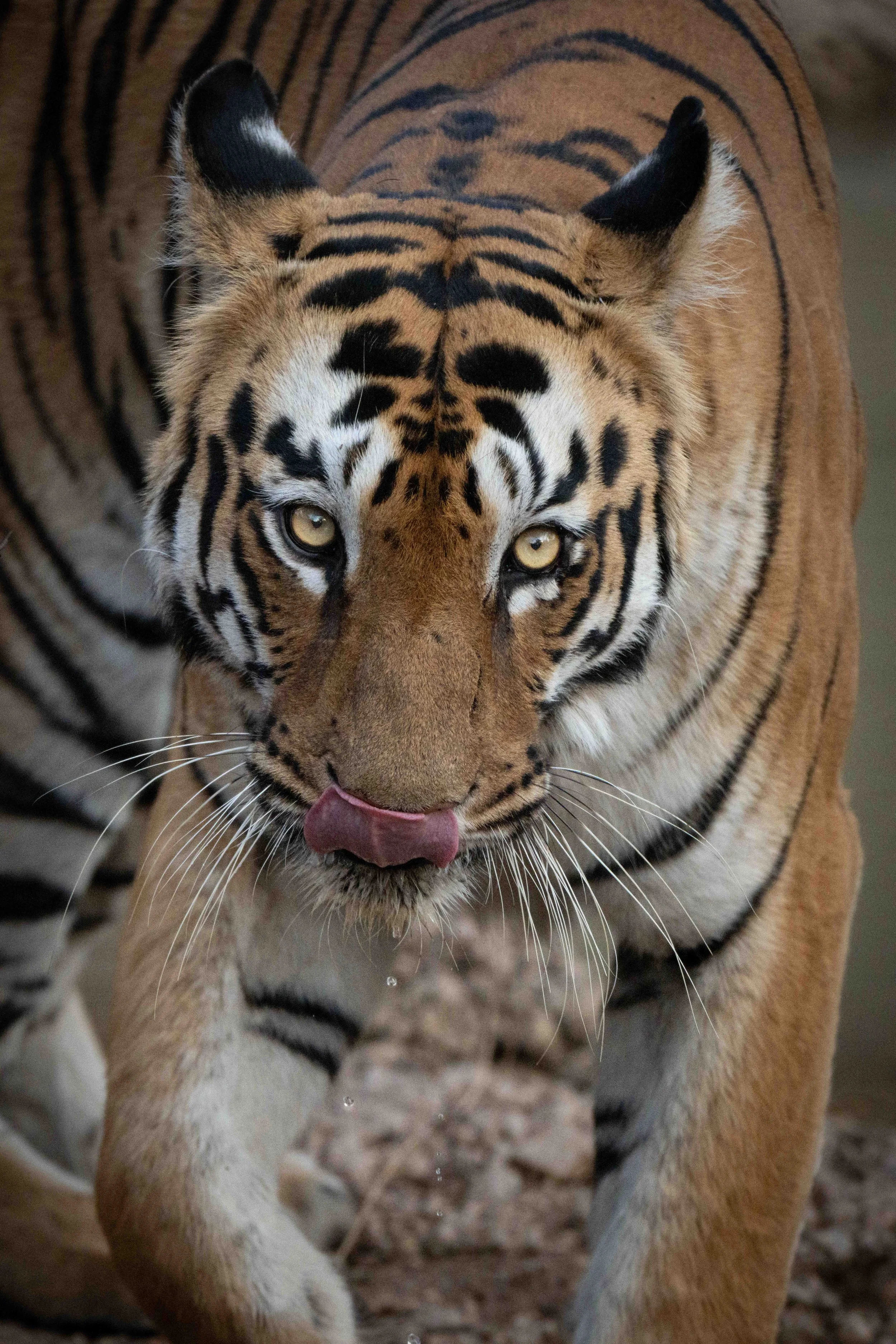 Tiger Tadoba-14.jpg
