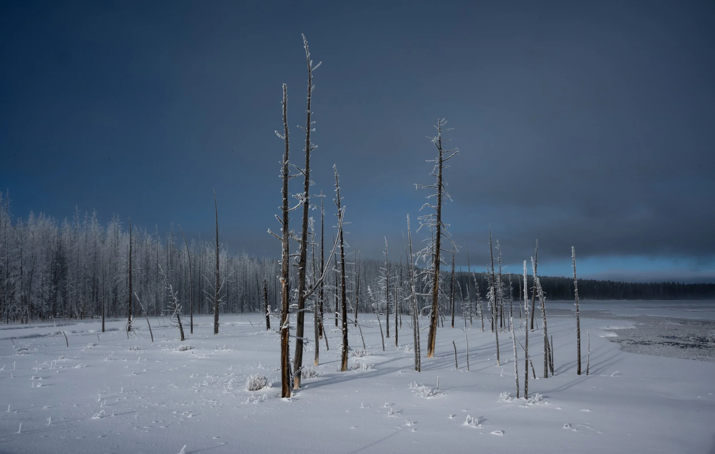 Yellowstone Bobby Socks Trees
