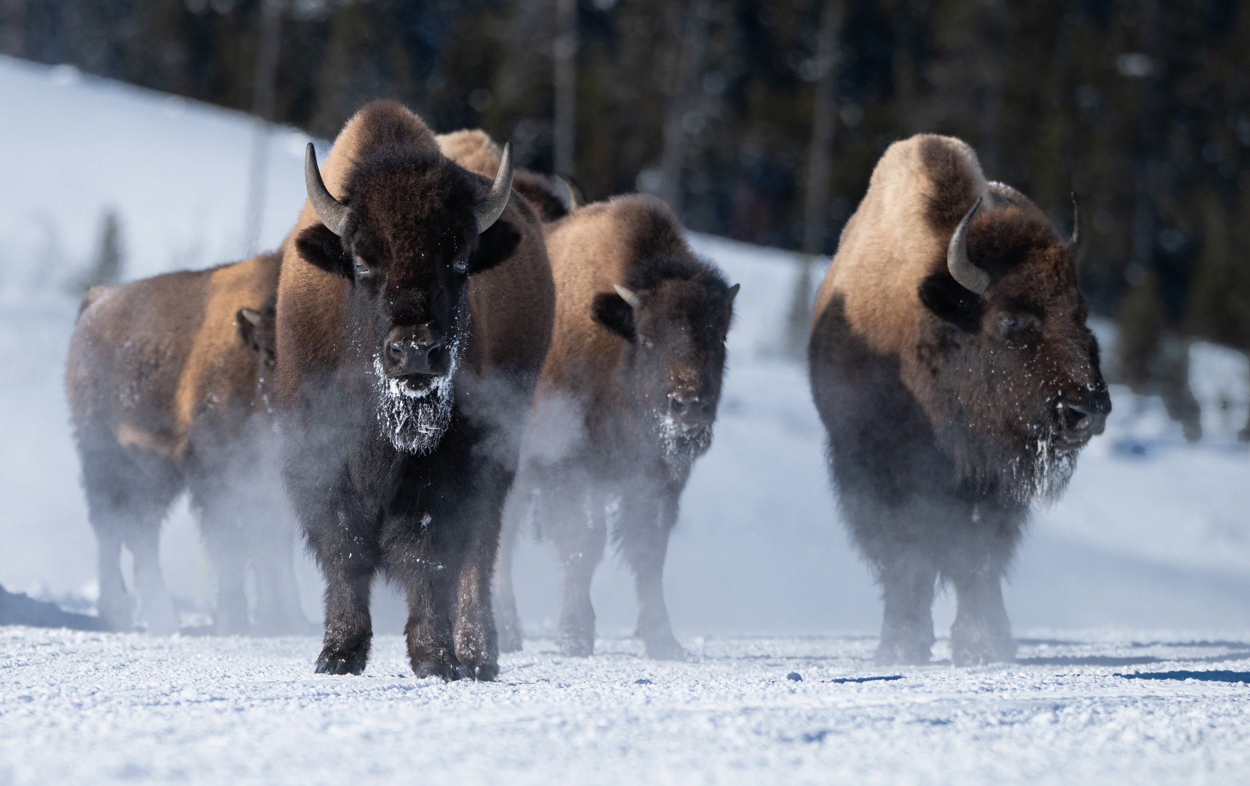 Bison-6.jpg