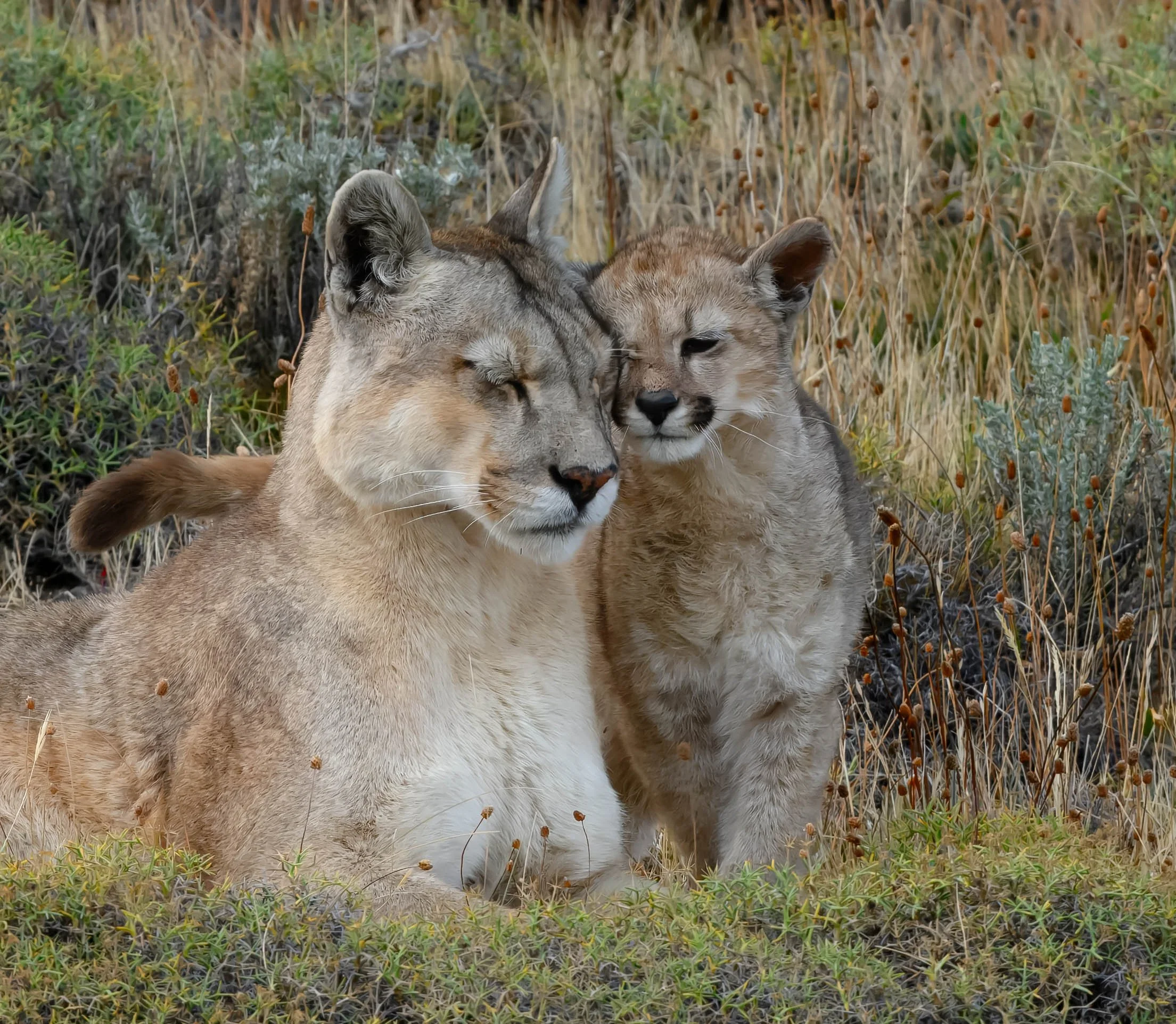 Rupestra and Cub-3.jpg
