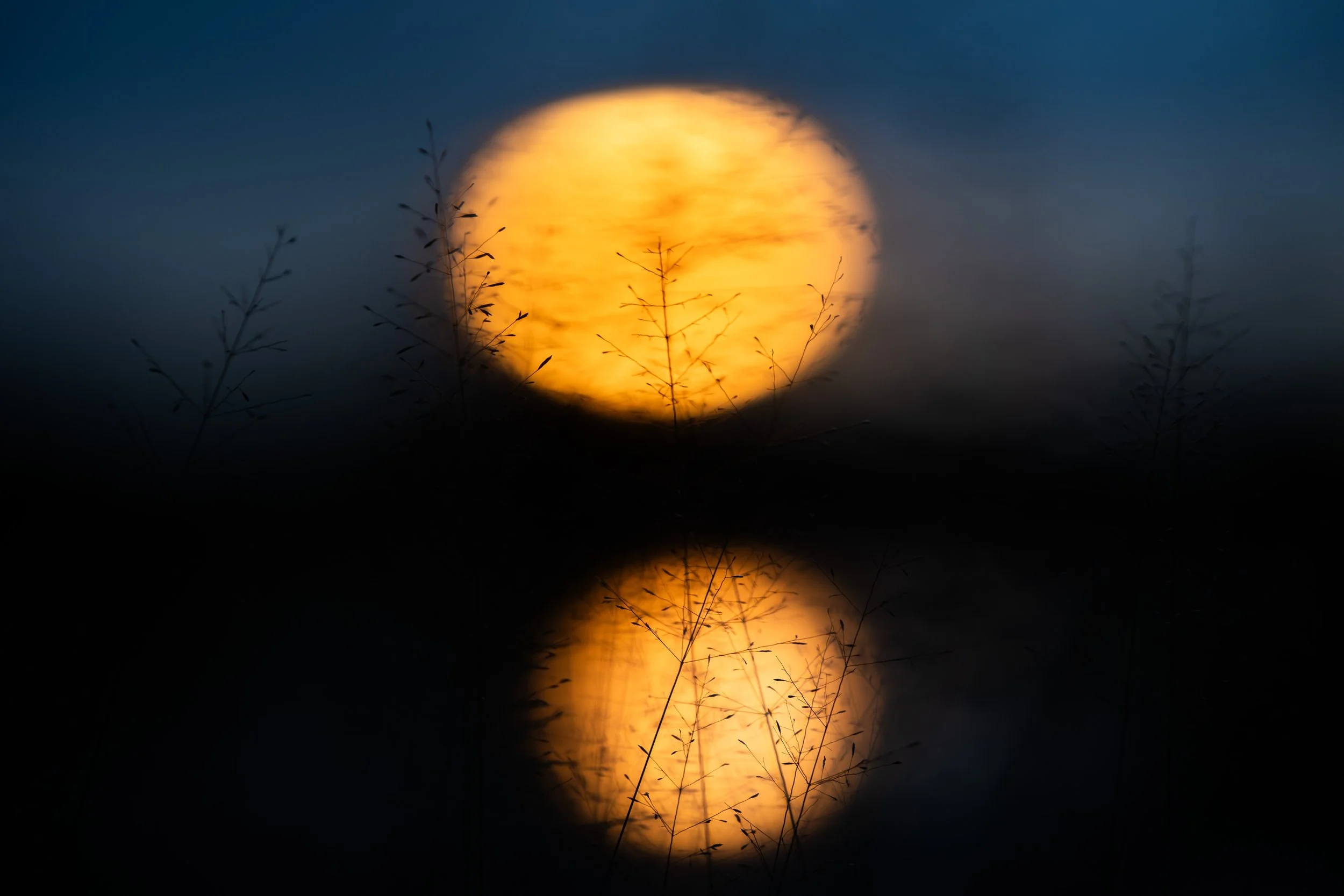 Sunset Reflection Through the Grass