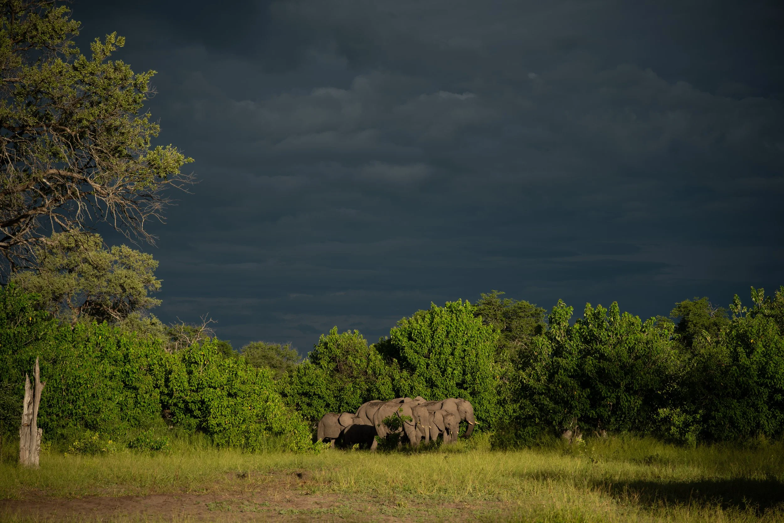 Elephantscape-13.jpg