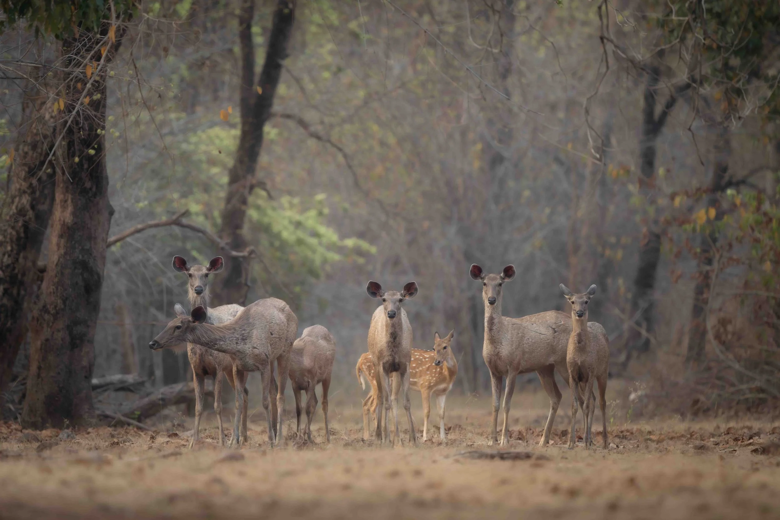 Samber and spotted deer Tadoba-1.jpg