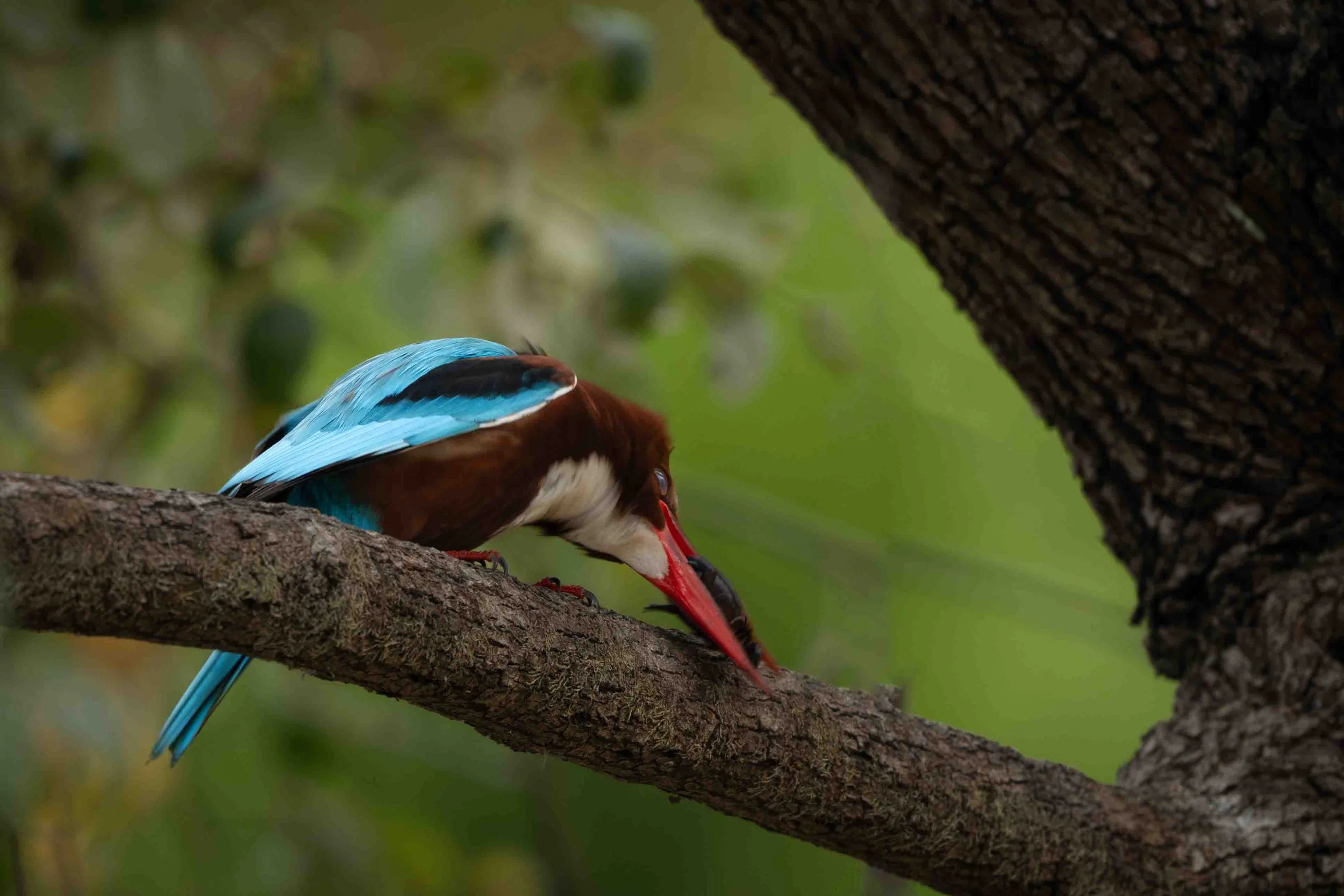 White Chested Kingfisher-5.jpg