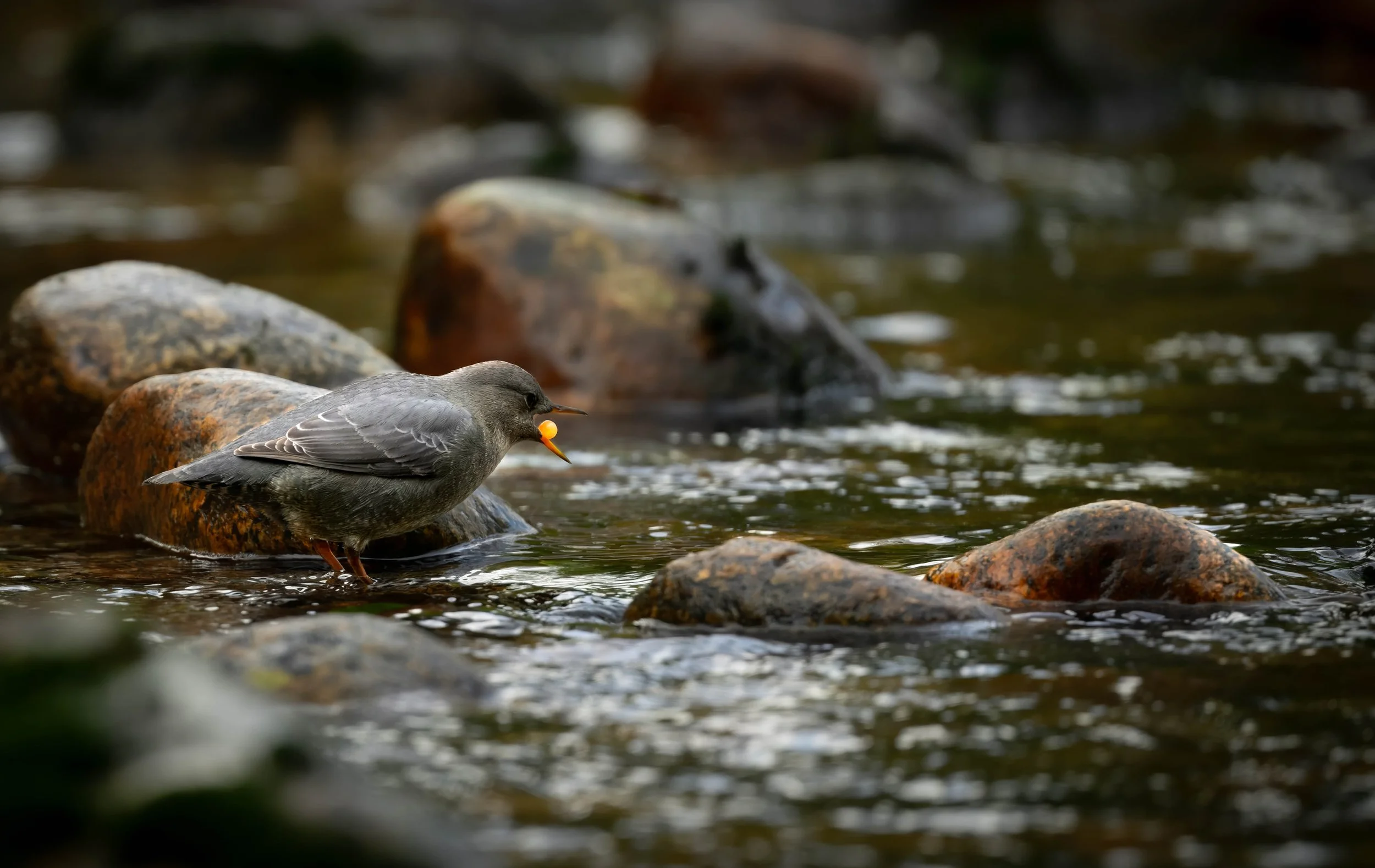 American Dipper