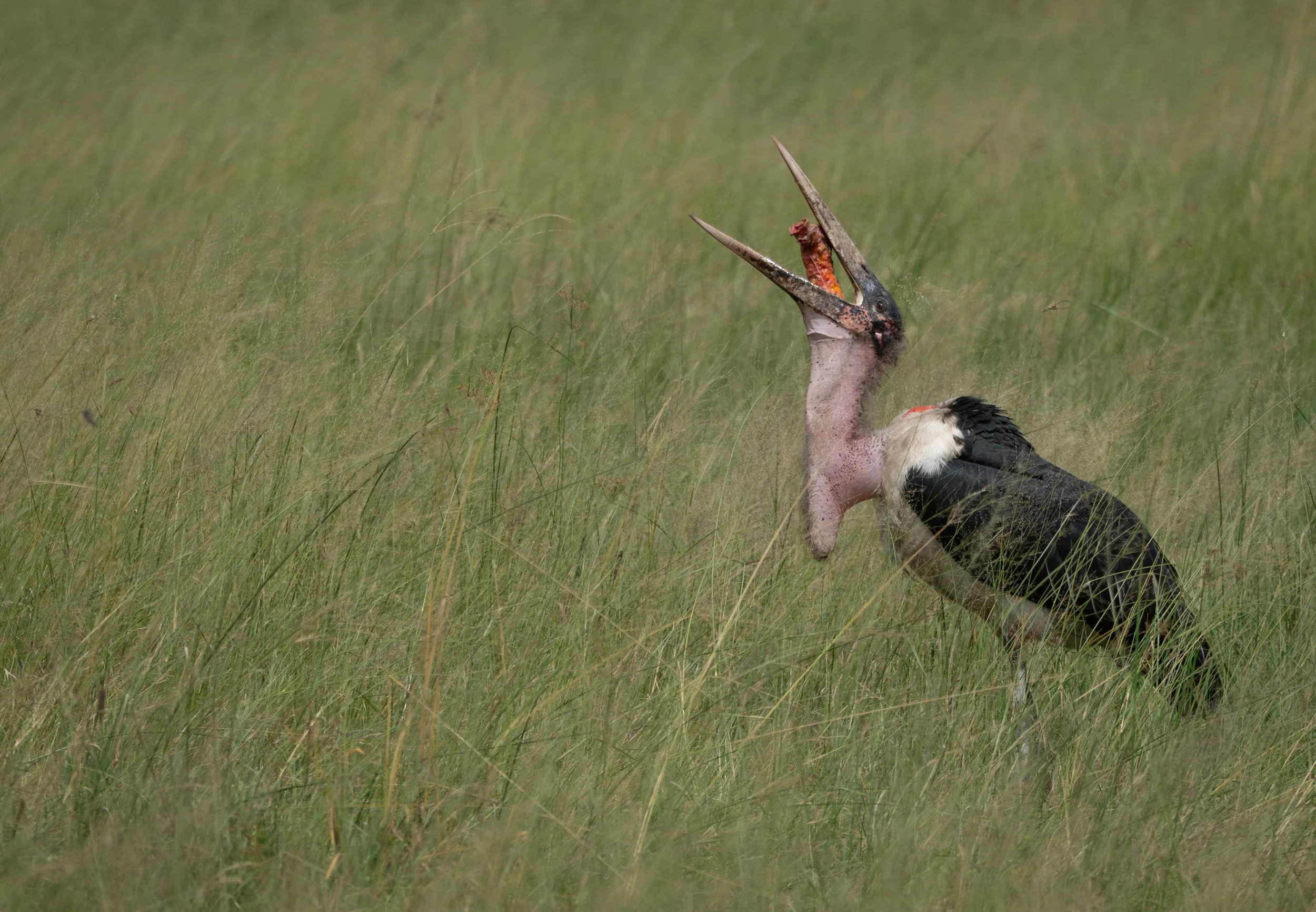 Marabou Stork eating zebra windpipe-85.jpg