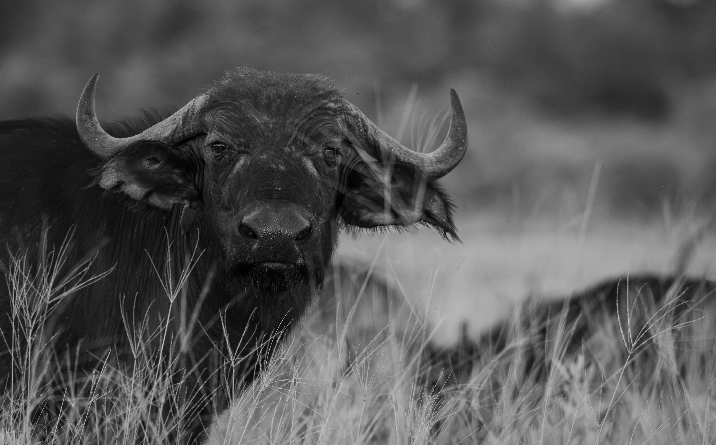 Cape Buffalo-111.jpg