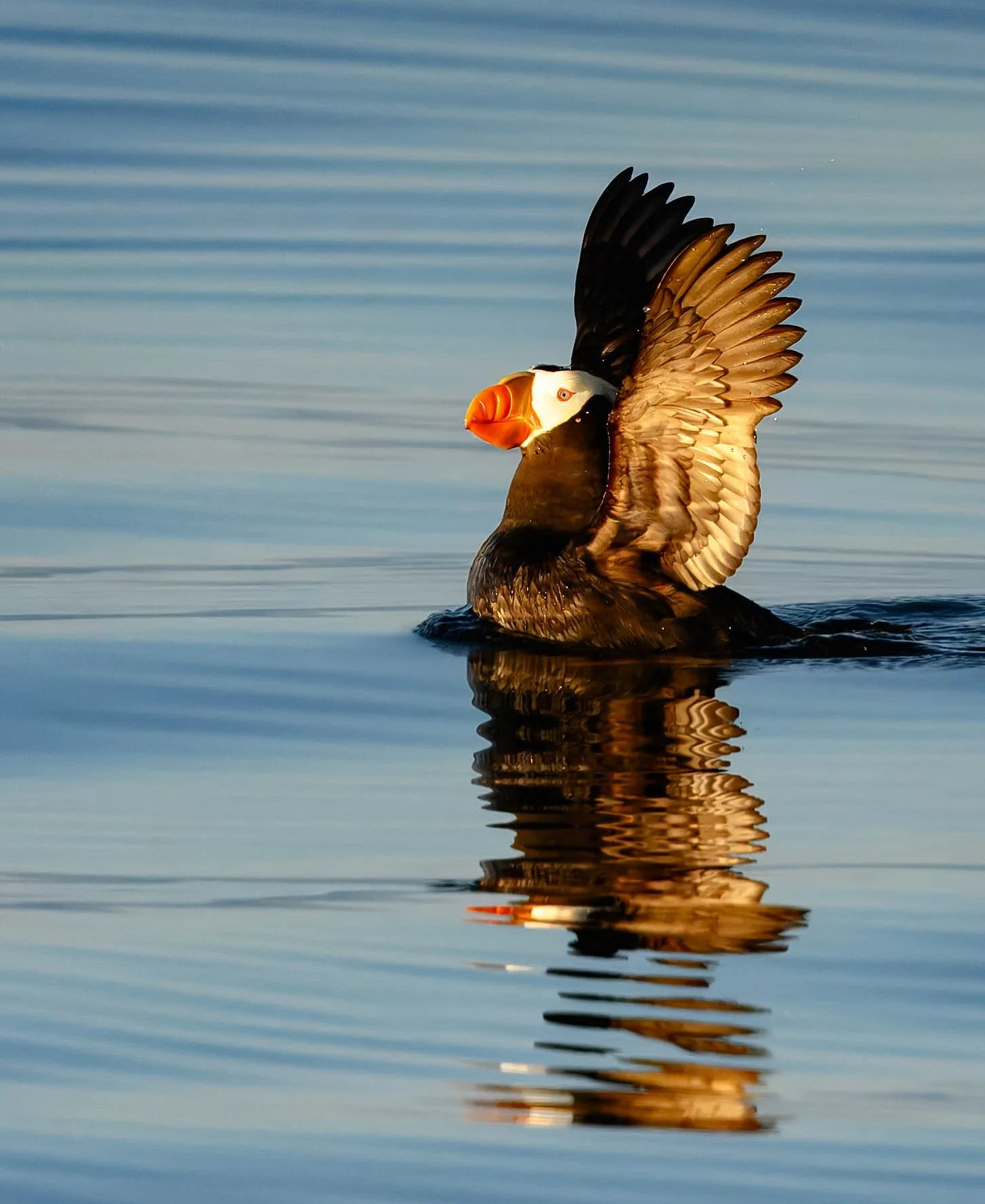 Puffin Wings up.jpg