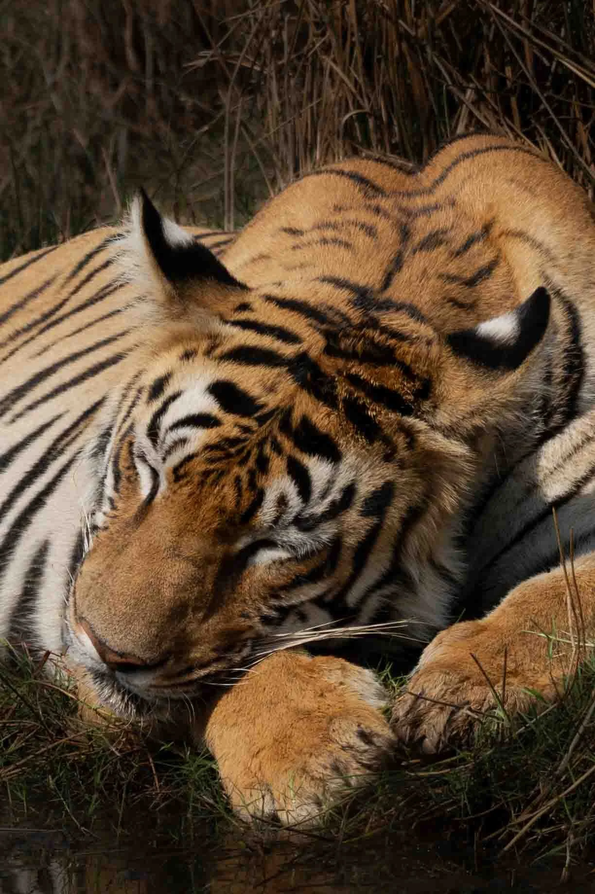 Tiger Tadoba-11.jpg