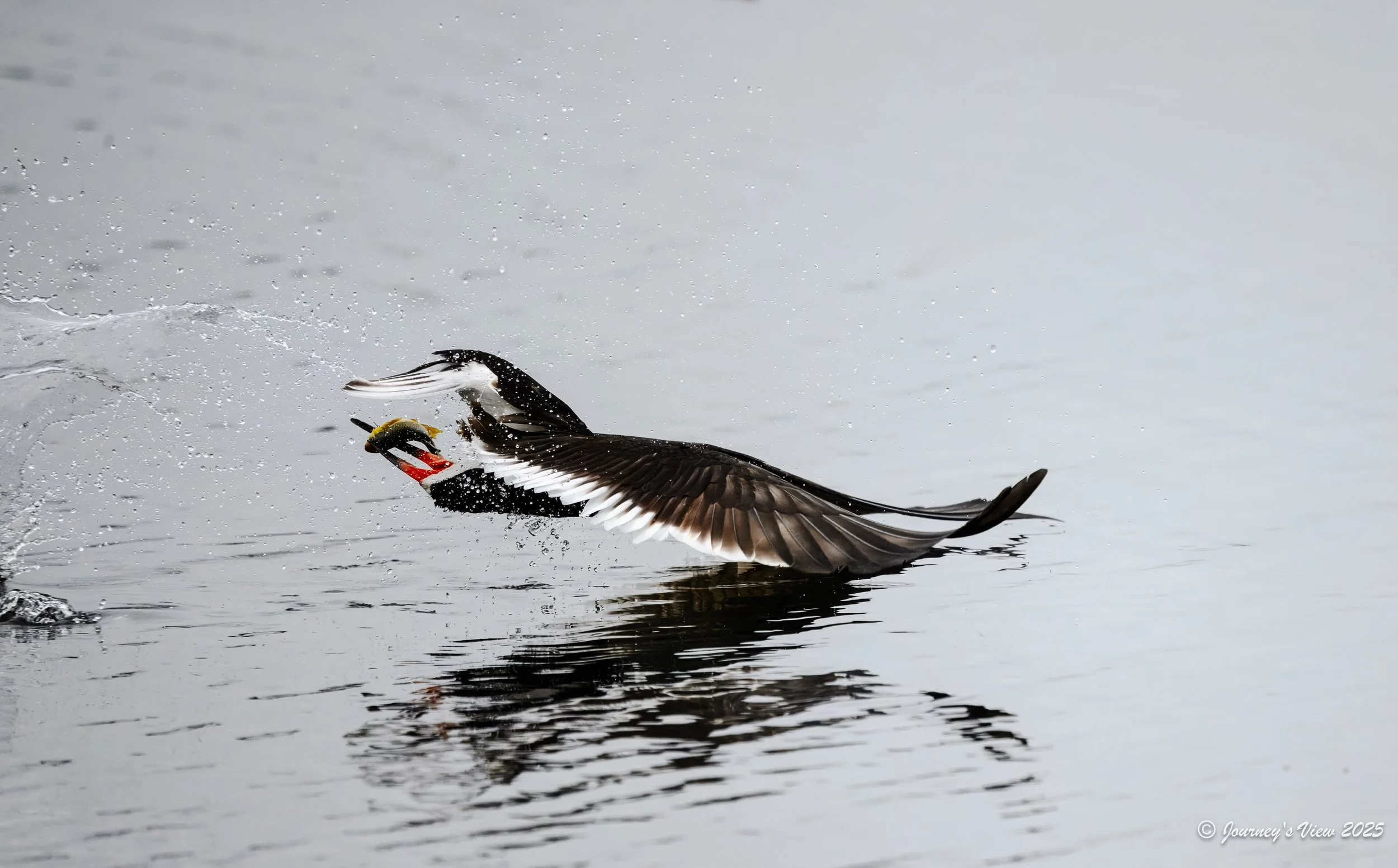 Skimmer the catch sequence-4.jpg