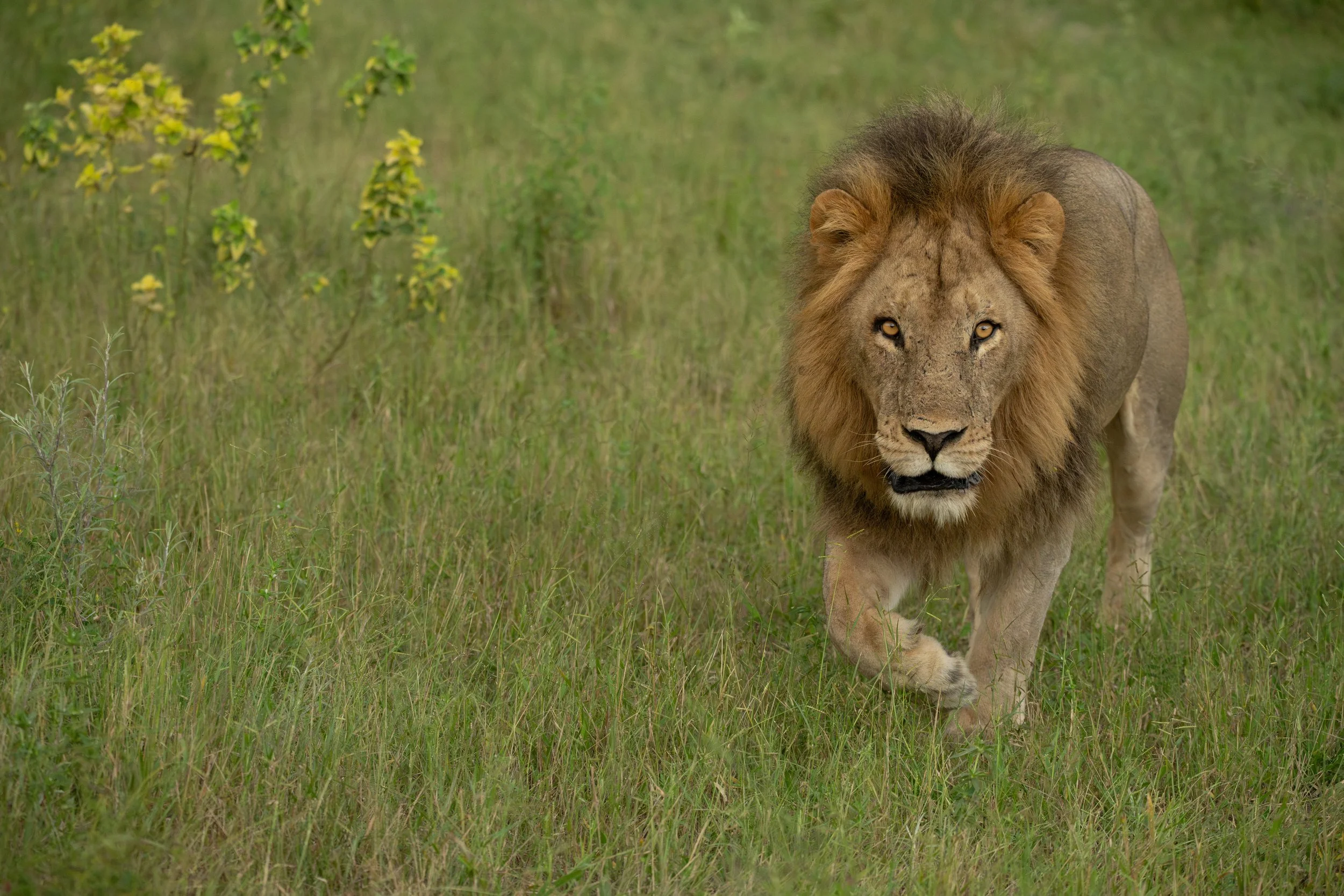 Lion, Botswana