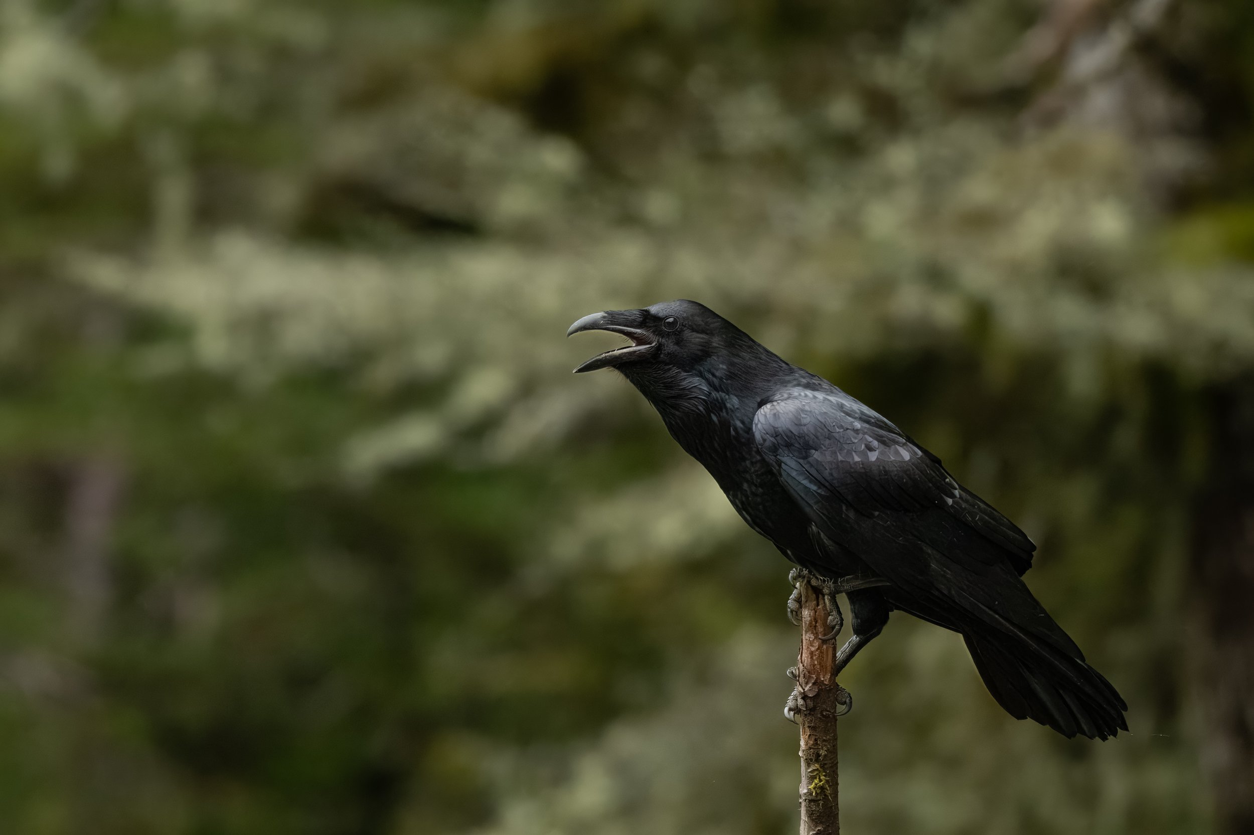 Raven-10.jpg