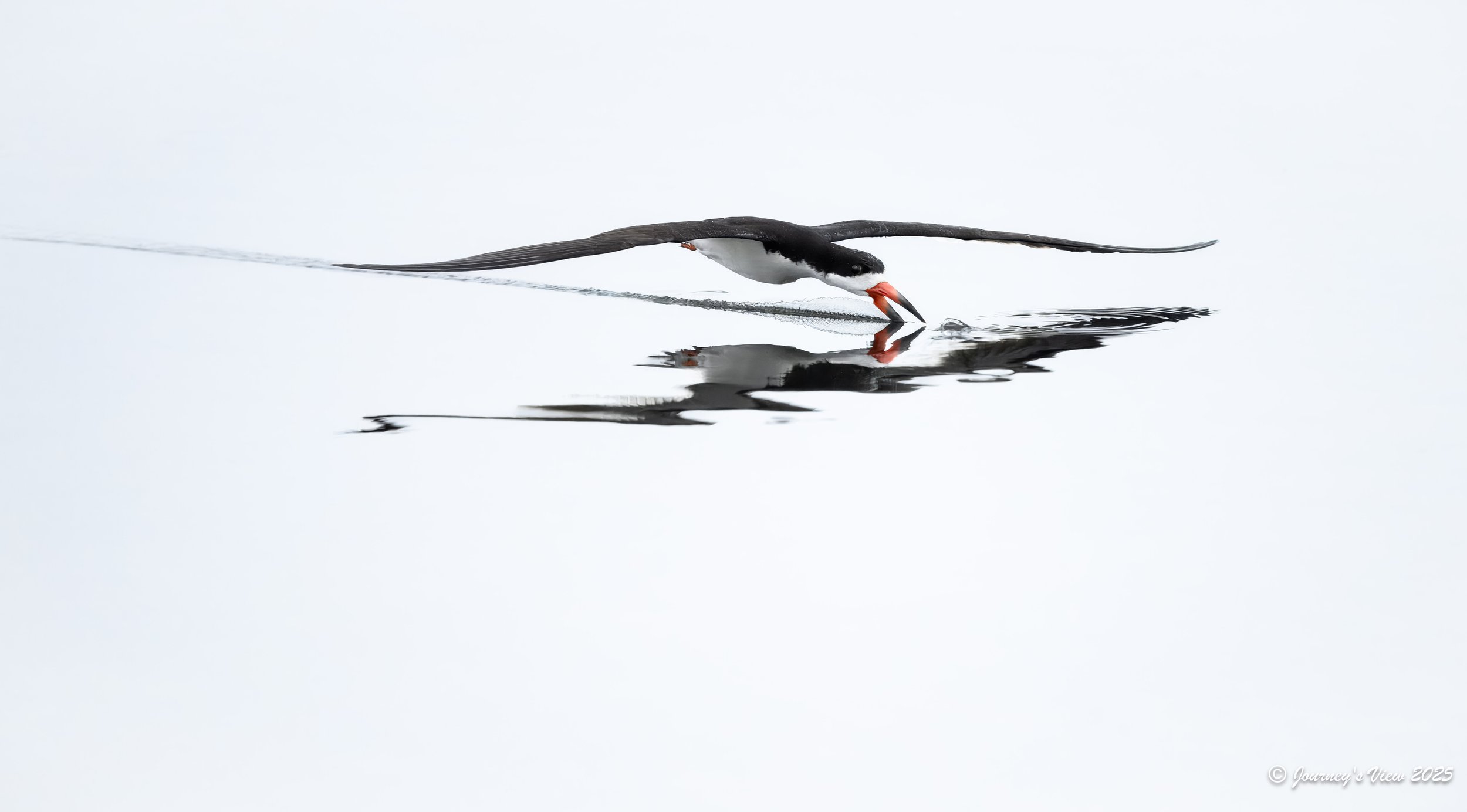 Skimmer HK-1.jpg