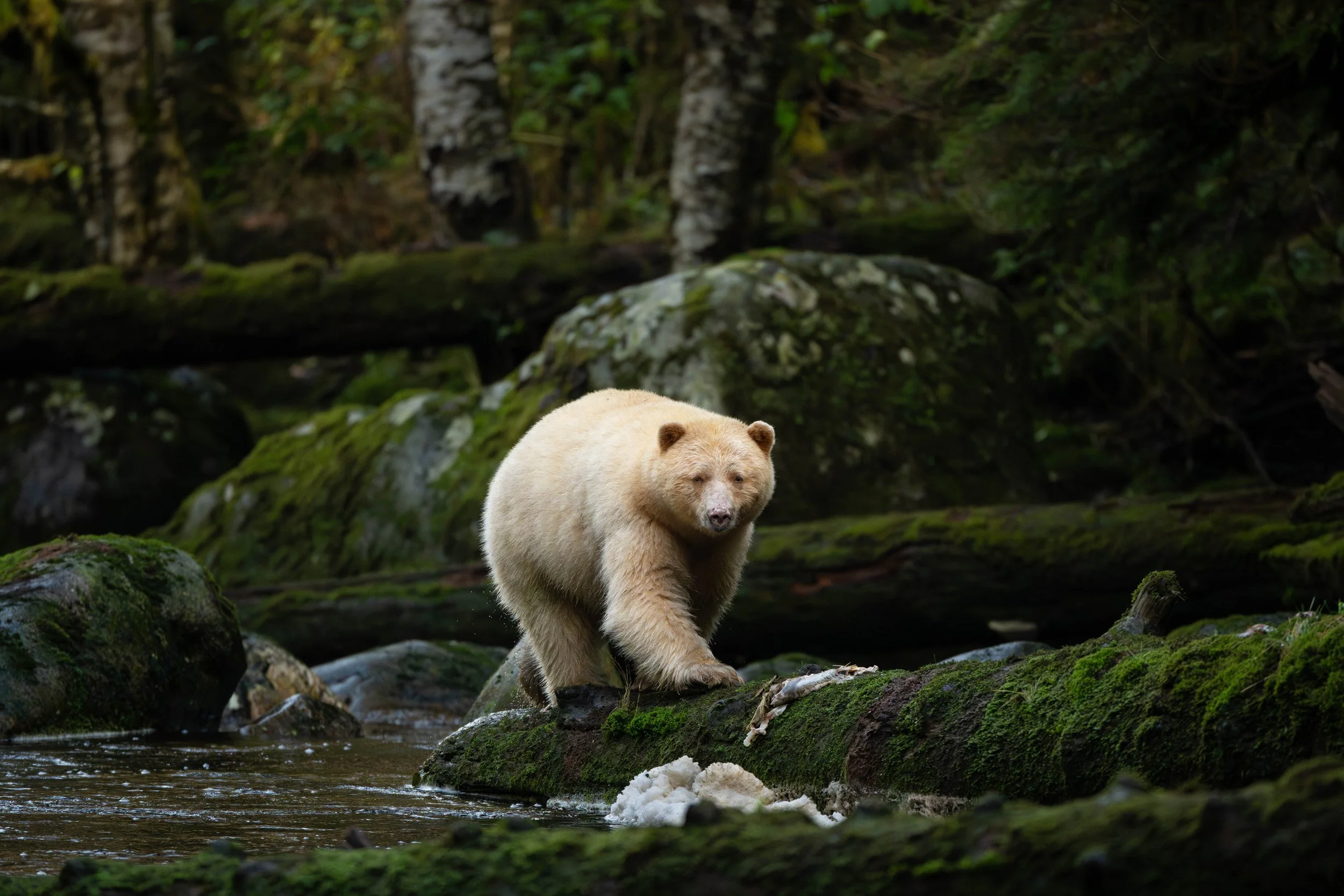 Great Bear Rainforest, British Columbia, Canada
