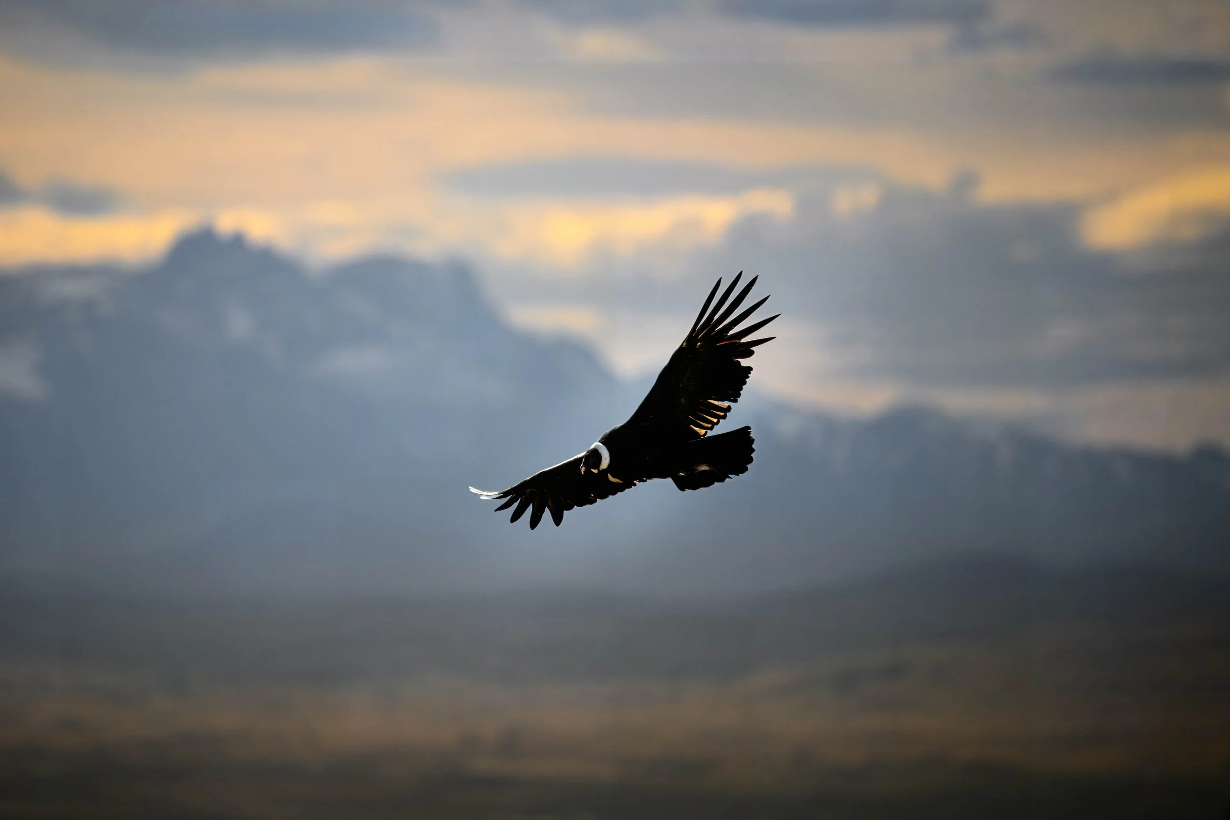 Condor in front of mountains-1.jpg
