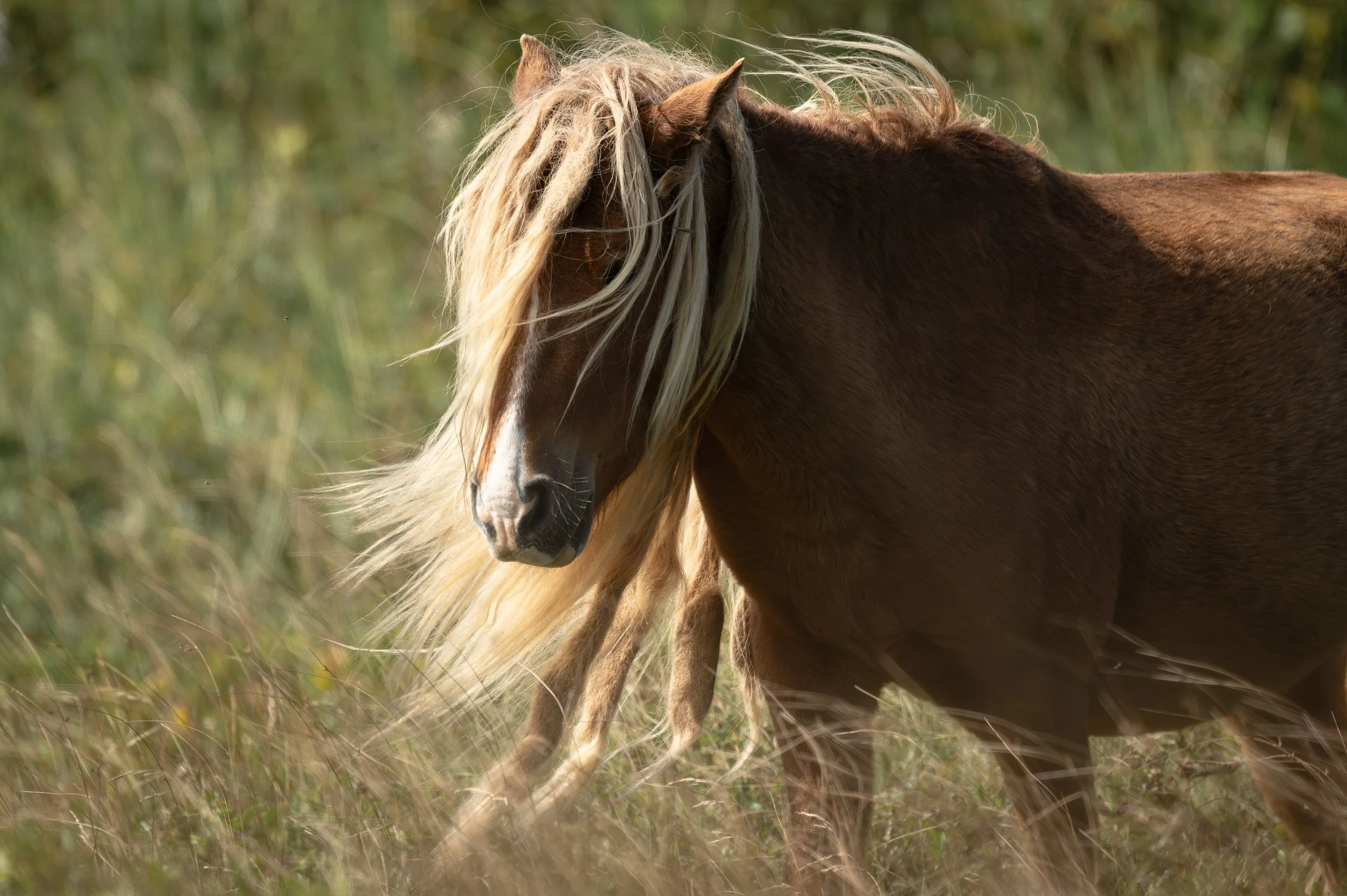 Wildhorse-1.jpg