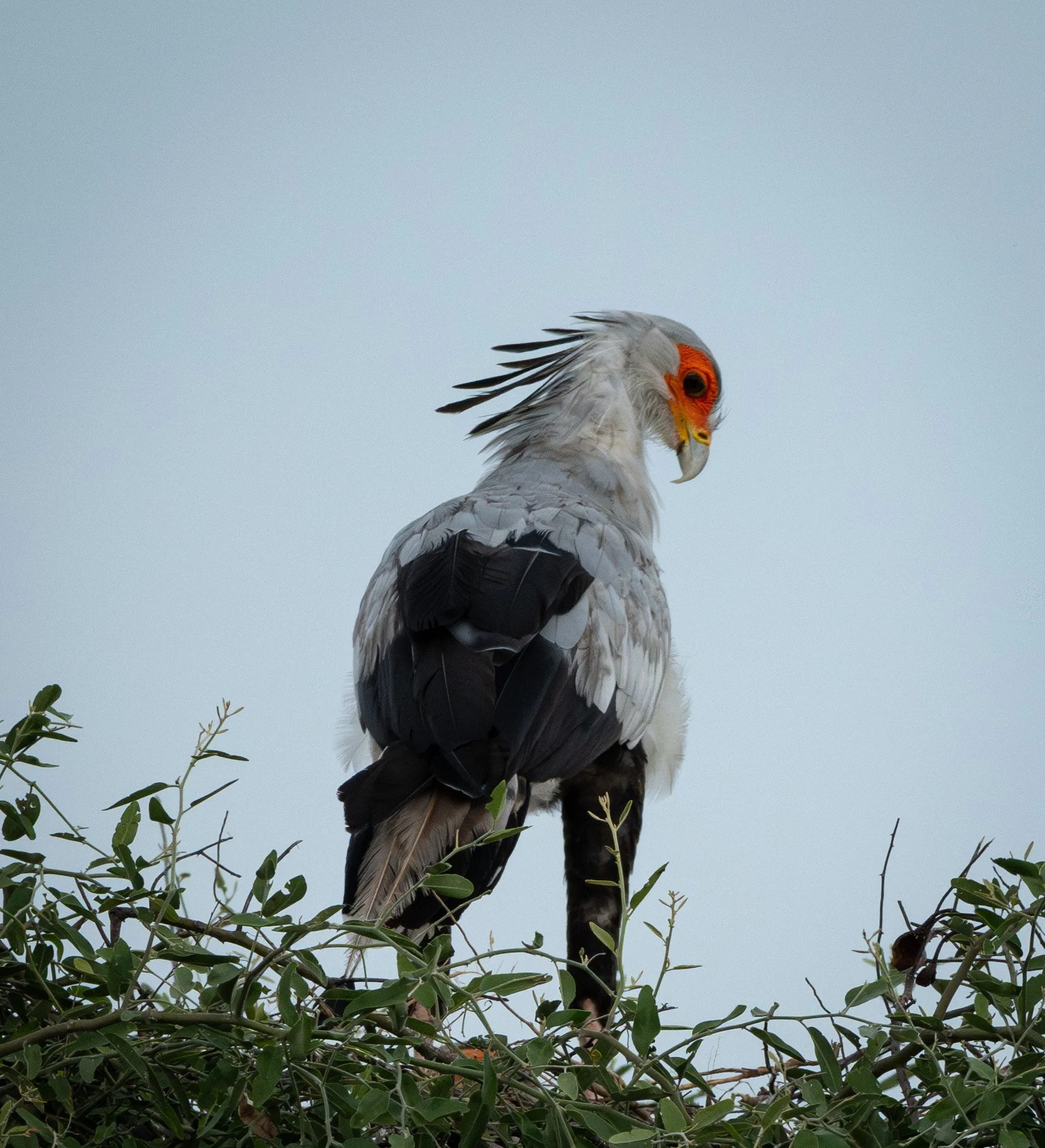 Secretary Bird-64.jpg