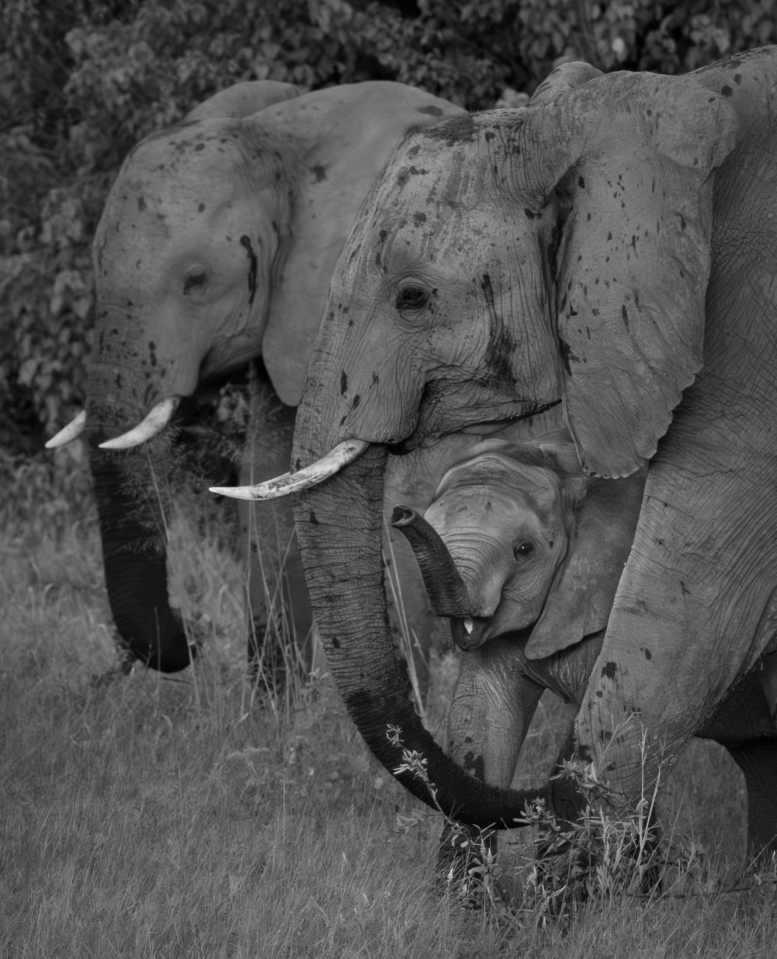 Elephants-91.jpg