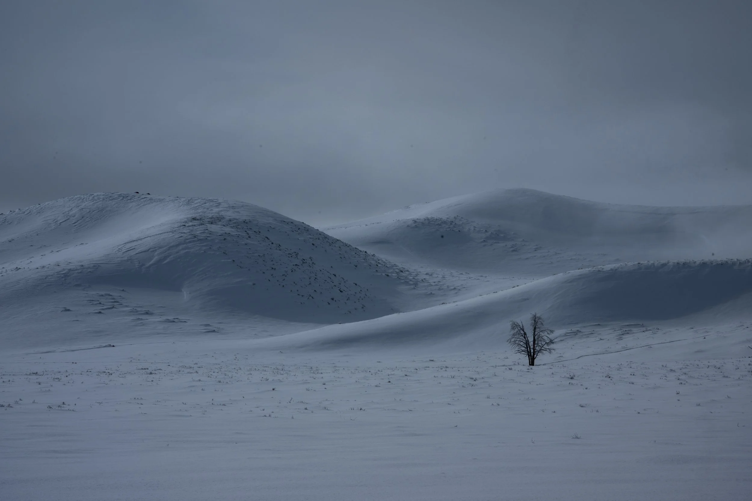Tree-48.jpg