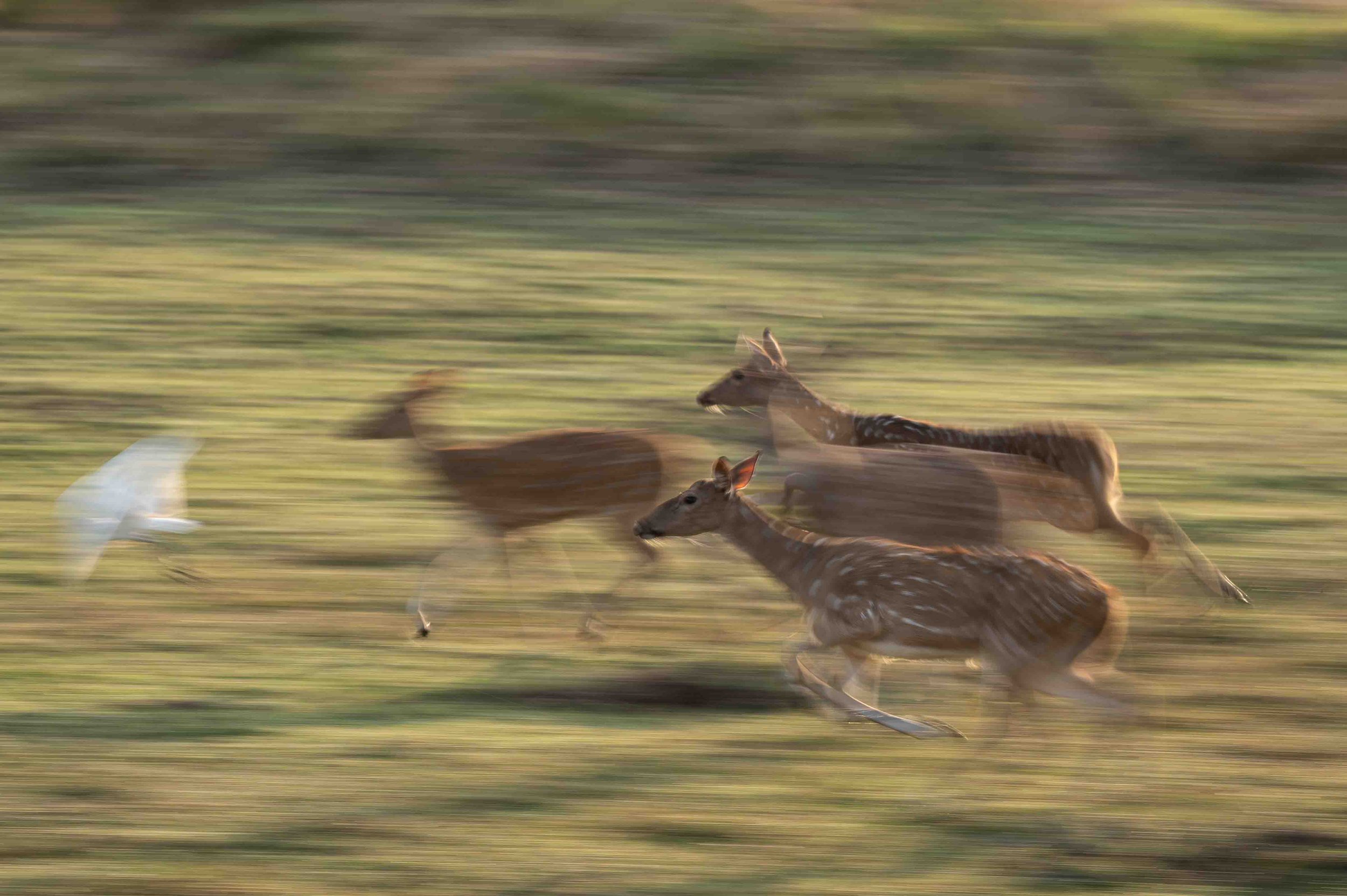 ICM Running Spotted Deer Tadoba-1.jpg
