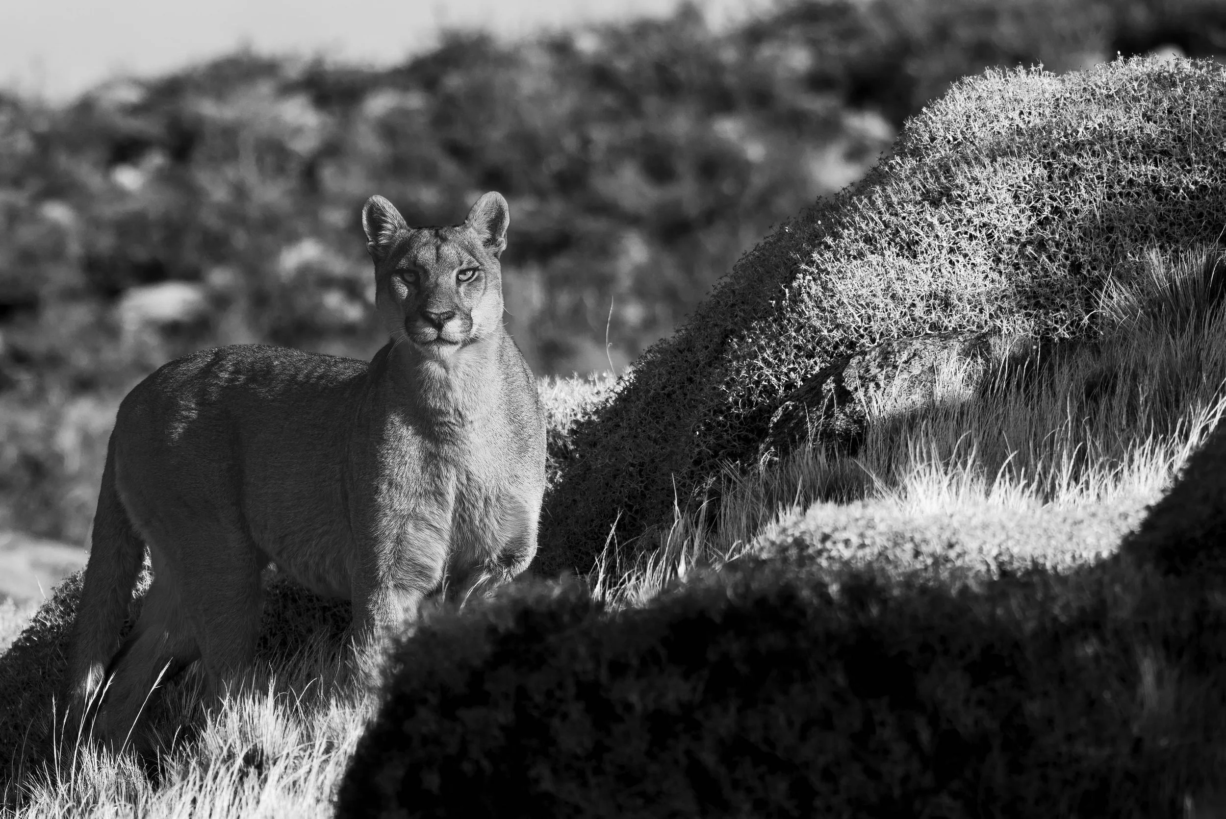 Petaca subadult Cub-4.jpg