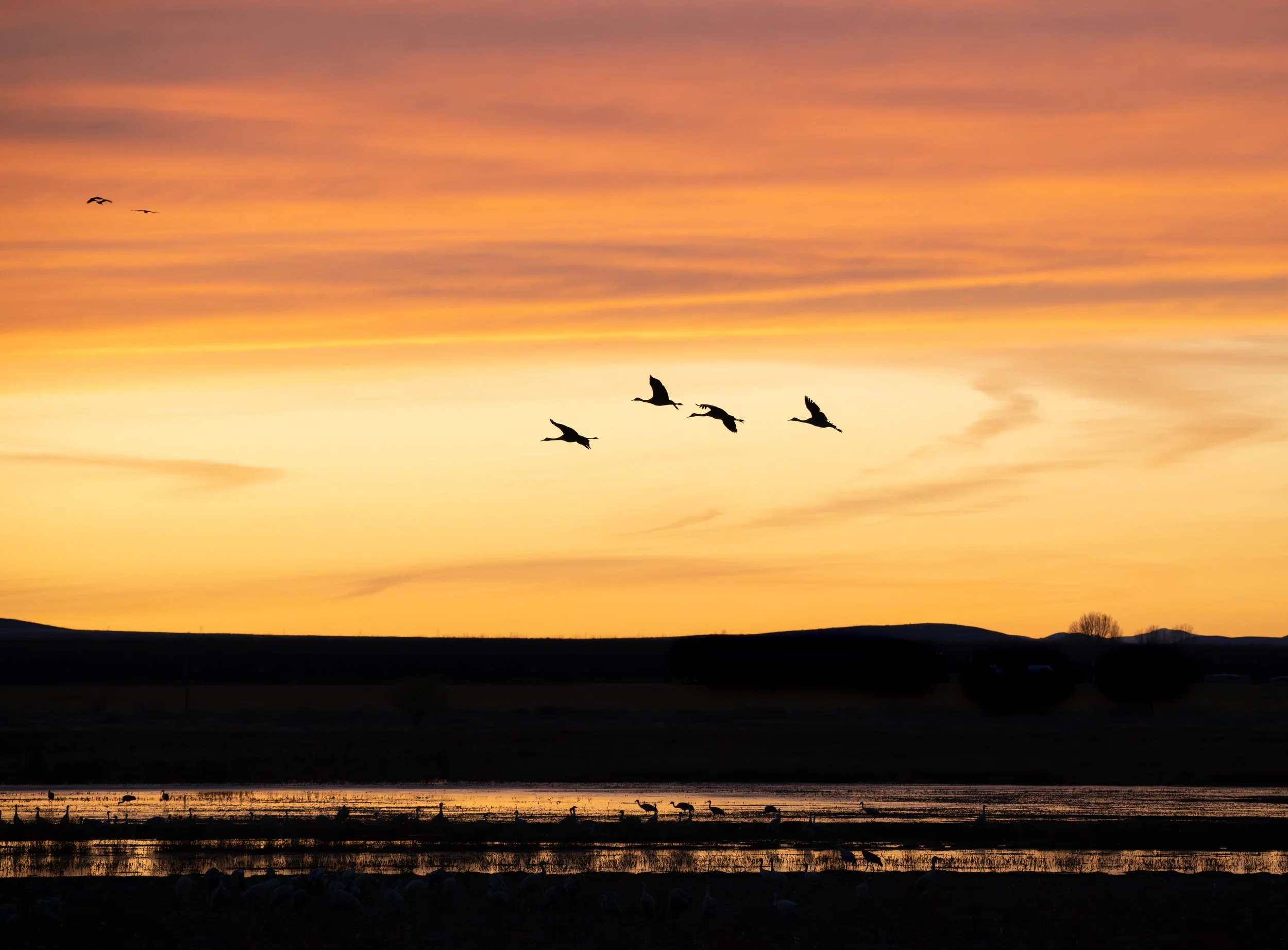 Sandhill Crane Sunset-1.jpg