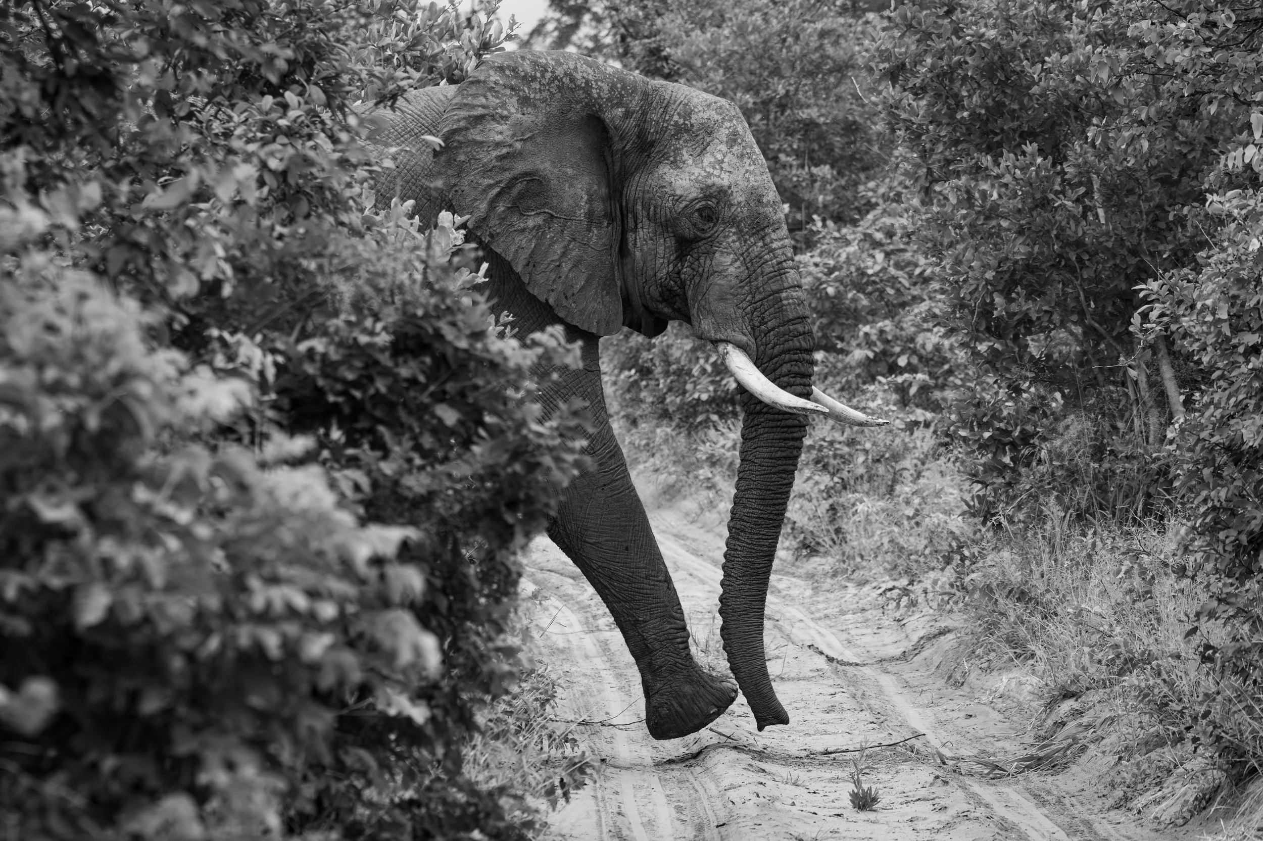 Elephant crossing the road-99.jpg