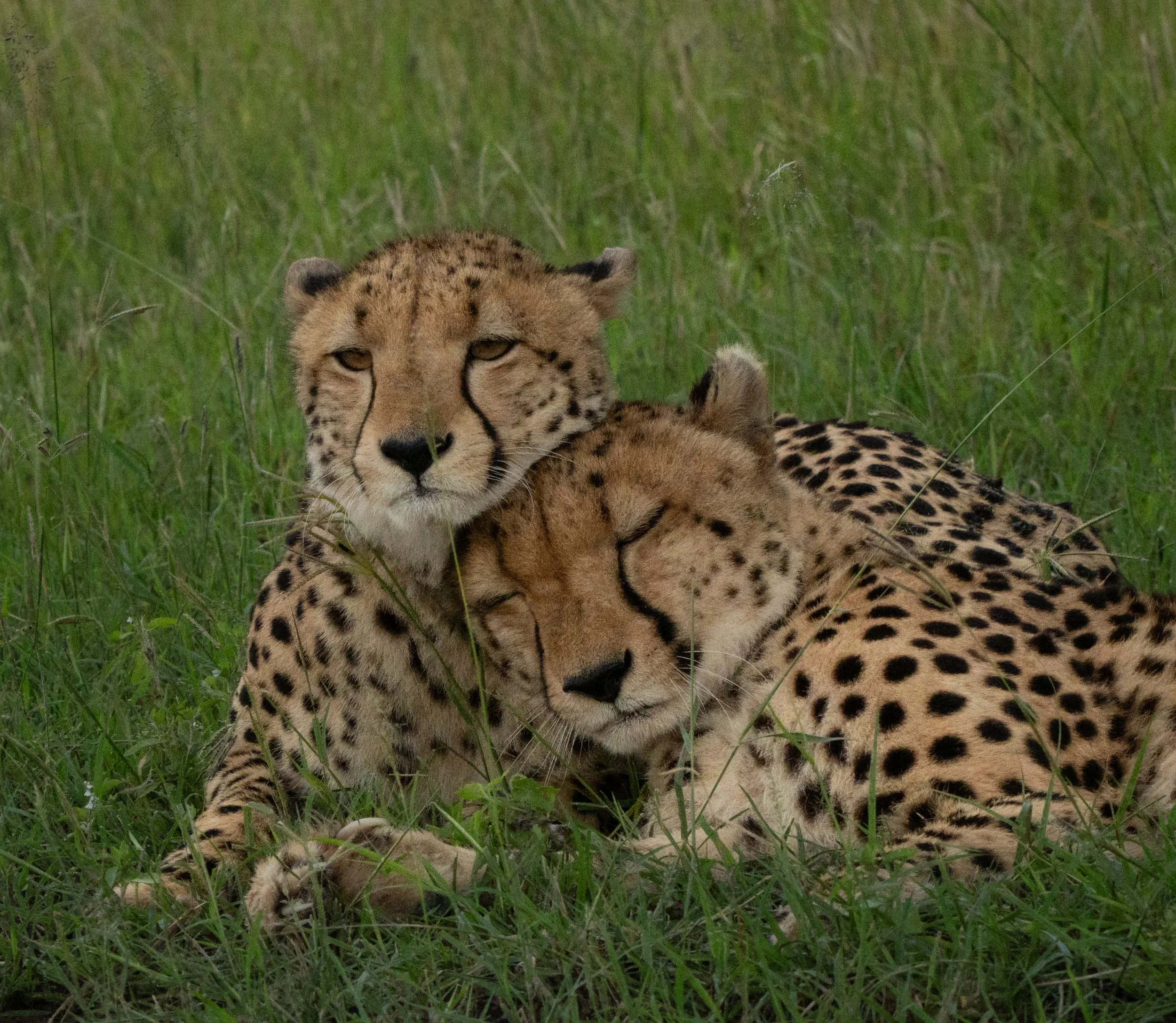 Cheetah-31.jpg