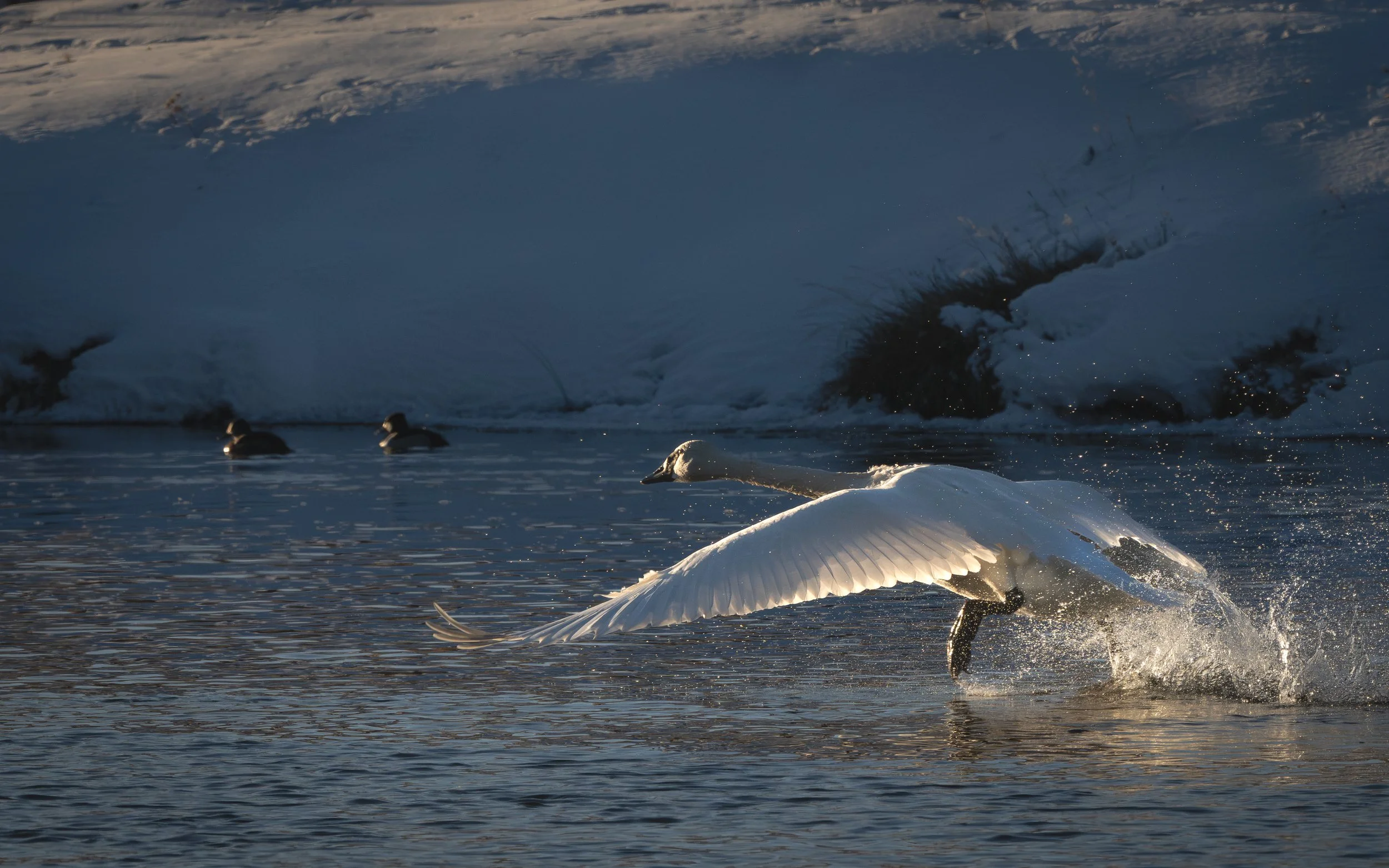 Swan take off-44.jpg
