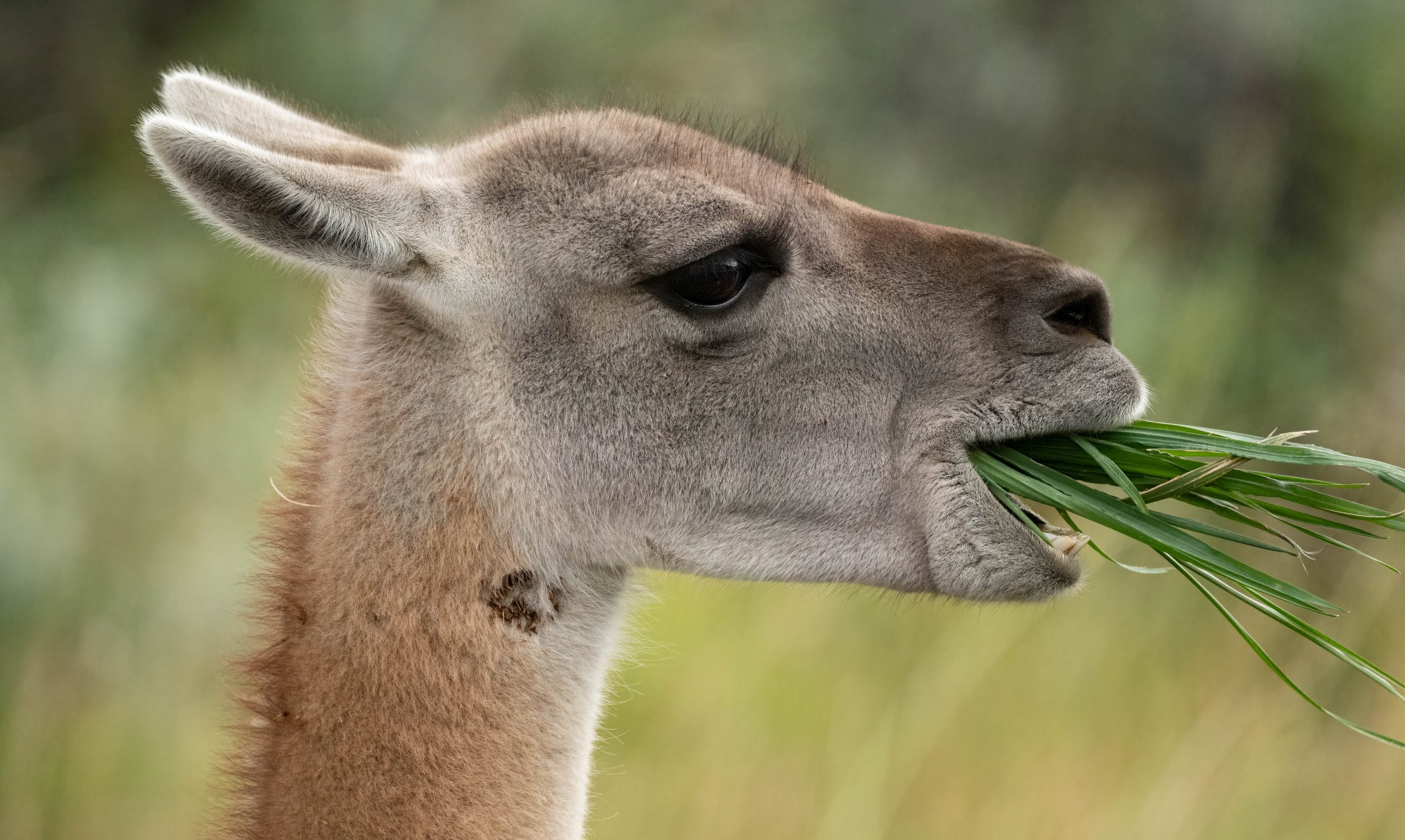 Juanaco Head shot eating-1.jpg