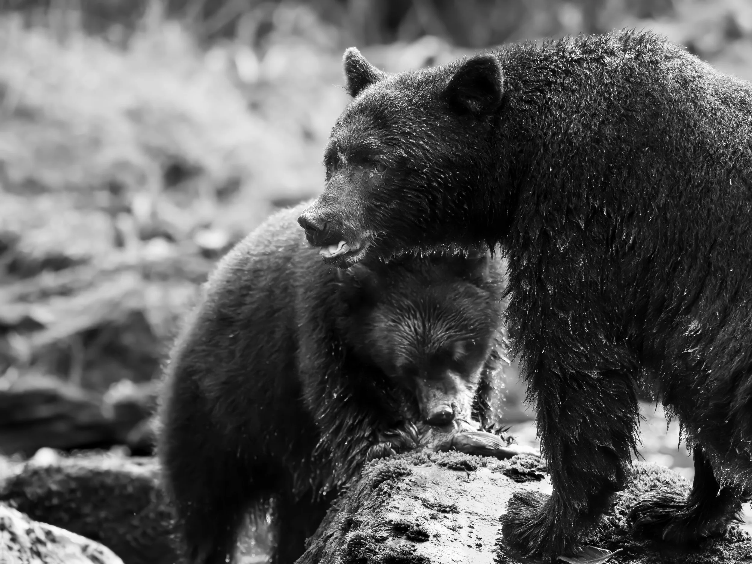 Black Bear and Cub-5.jpg