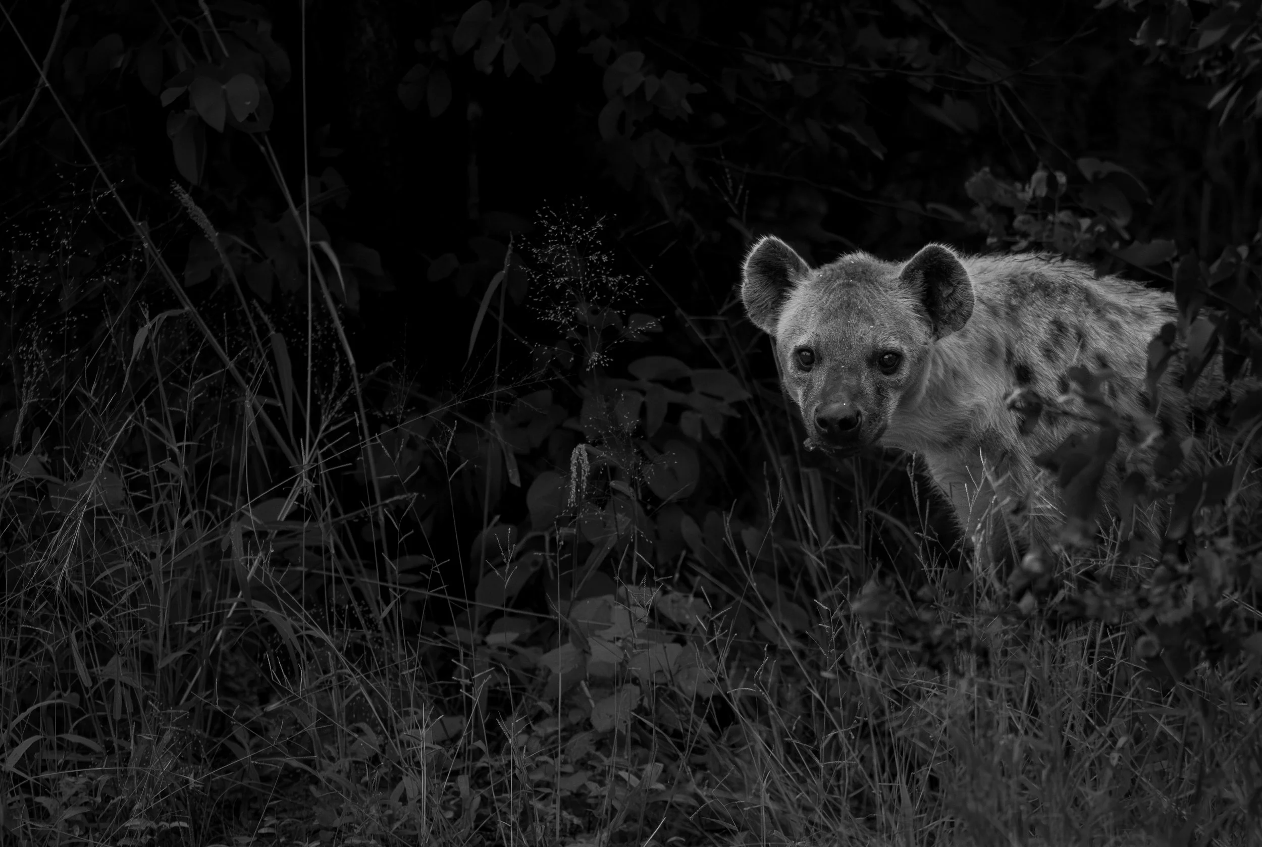 Spotted Hyena-108.jpg