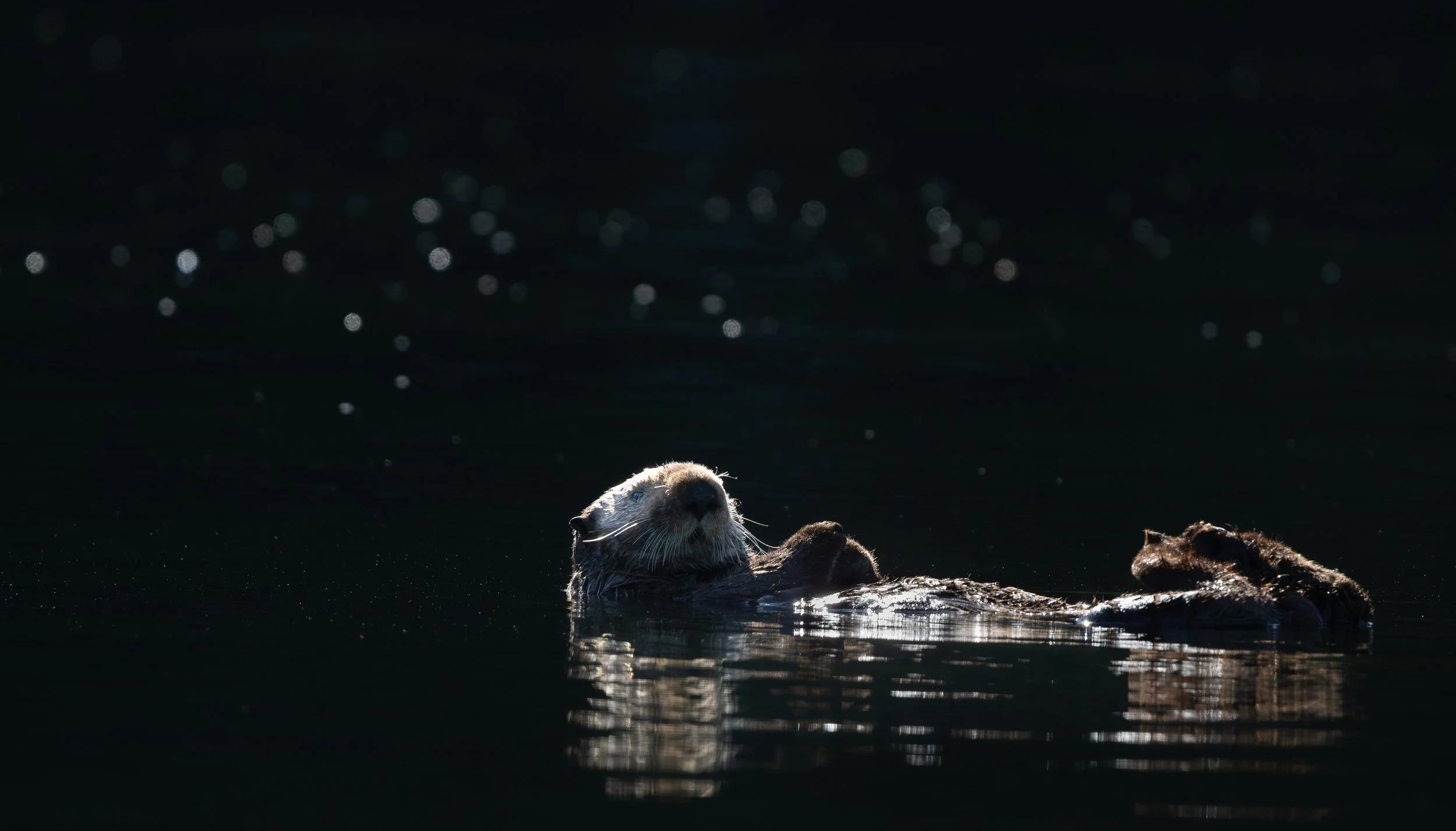 Sea Otter -1.jpg