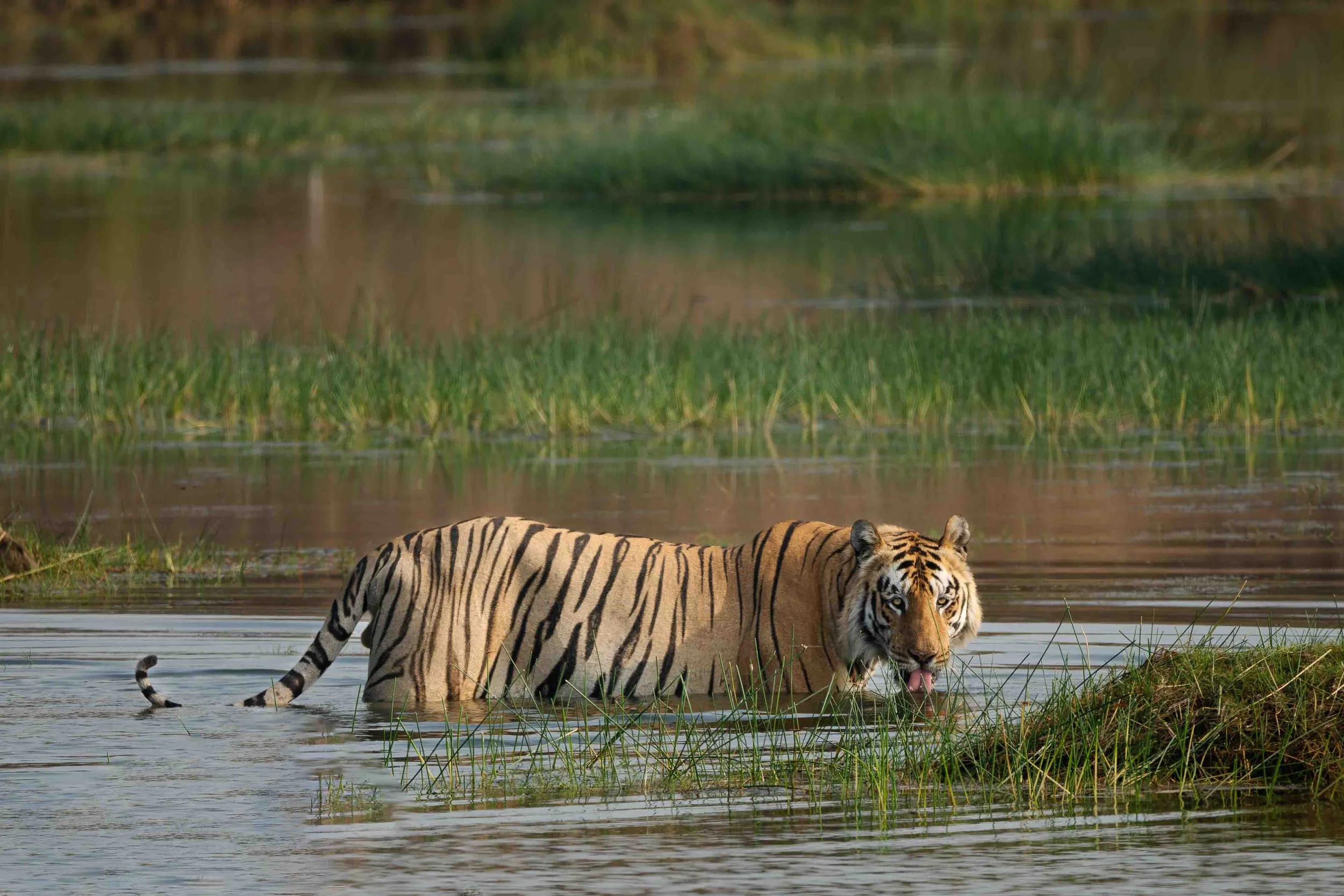 Tiger Tadoba-4.jpg