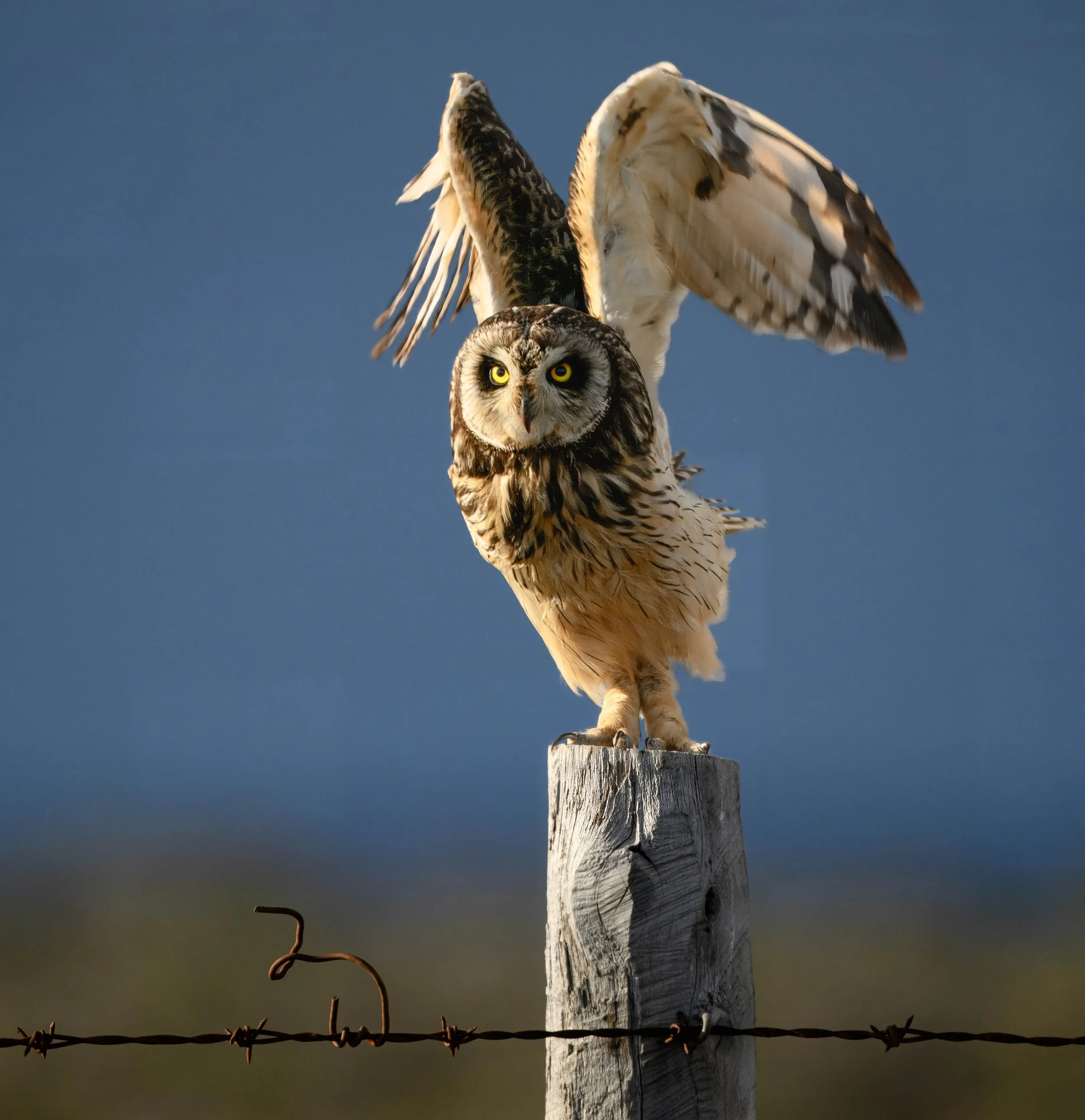 short ear owl-1.jpg
