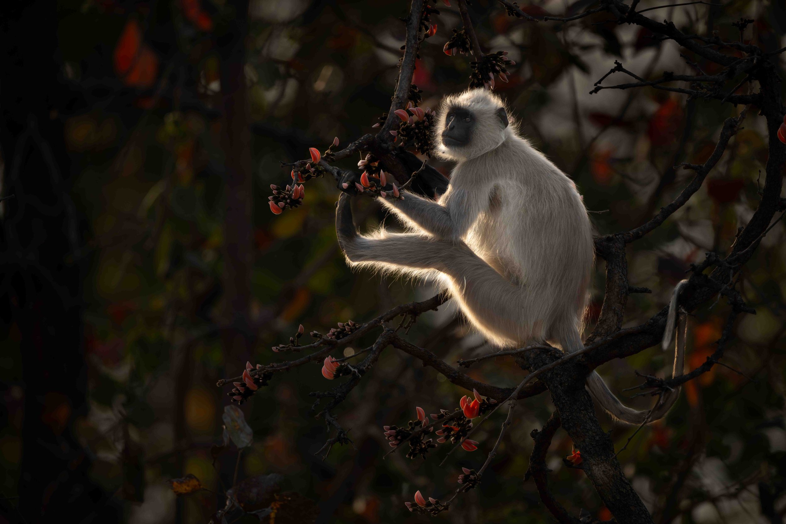 Langur Monkey -3.jpg